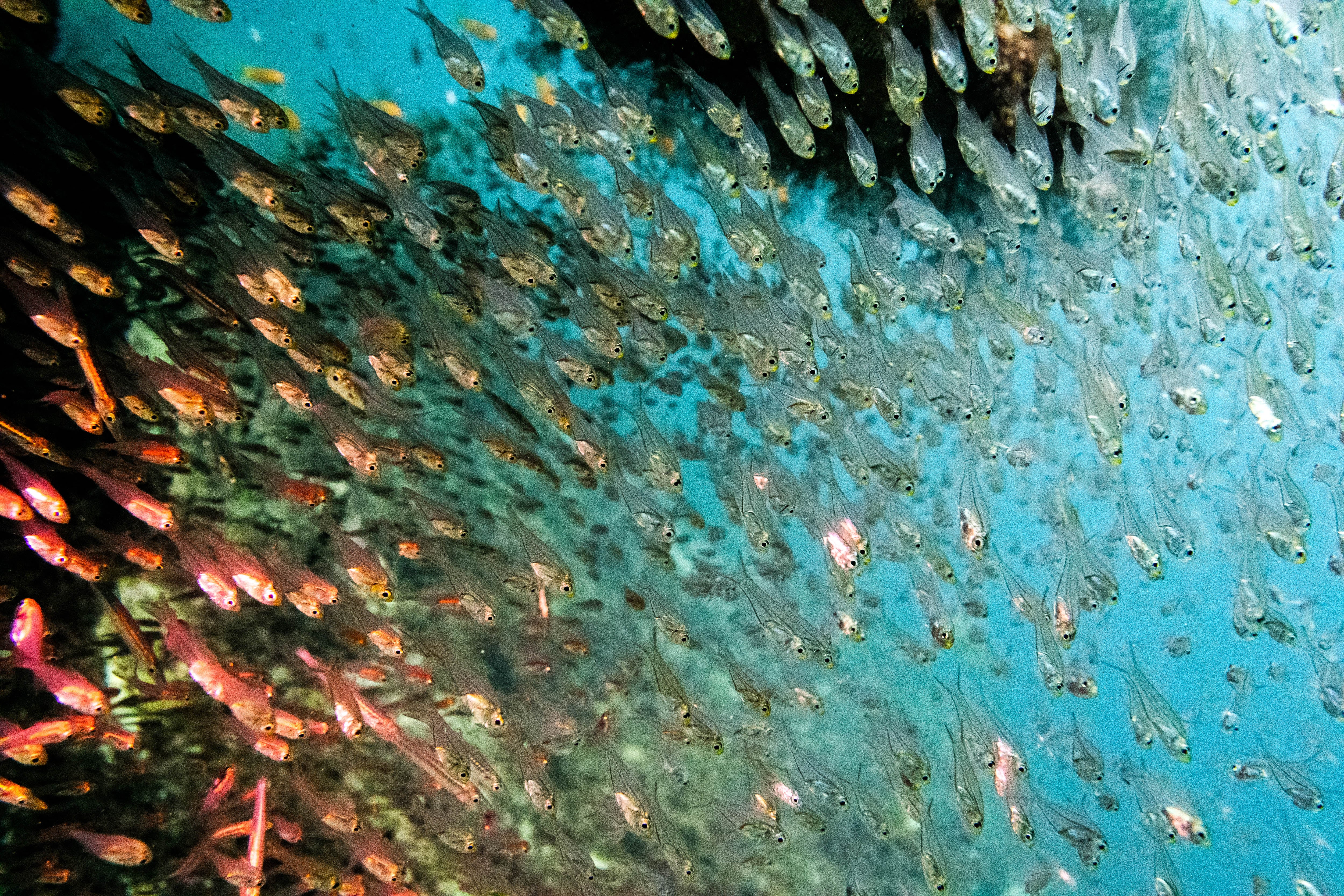 Coral supports almost a quarter of all sea life on the planet