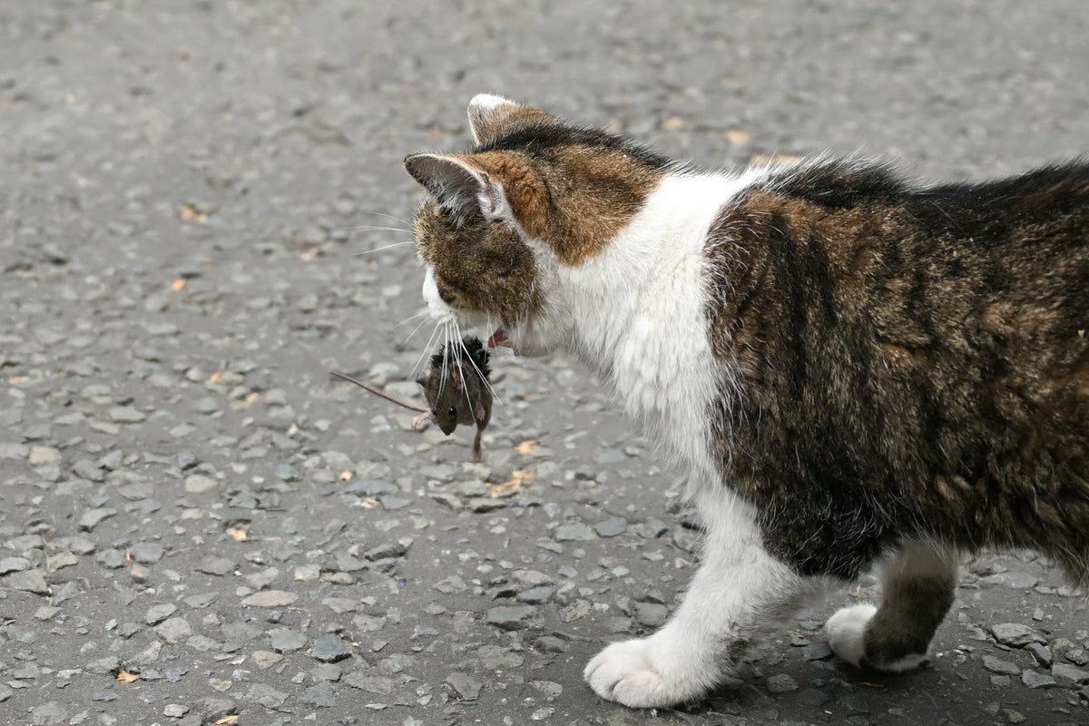Countries with more indoor cats are happier, but there’s a catch