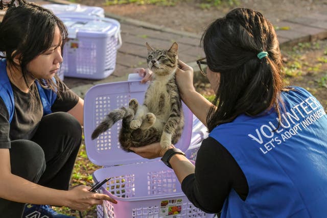 Volunteers check whether a stray cat is neutered or not at a park in Jakarta