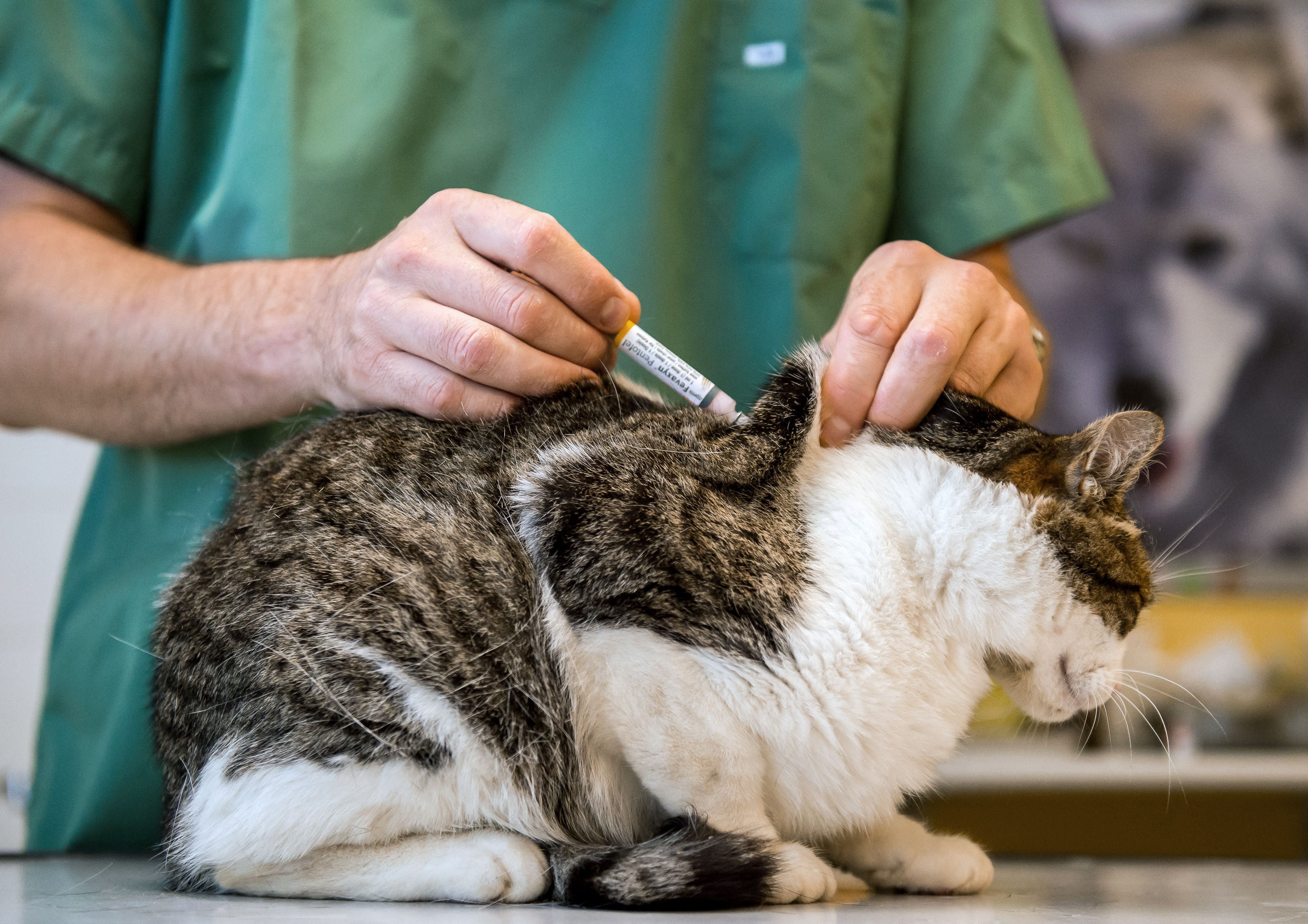 A cat is vaccinated