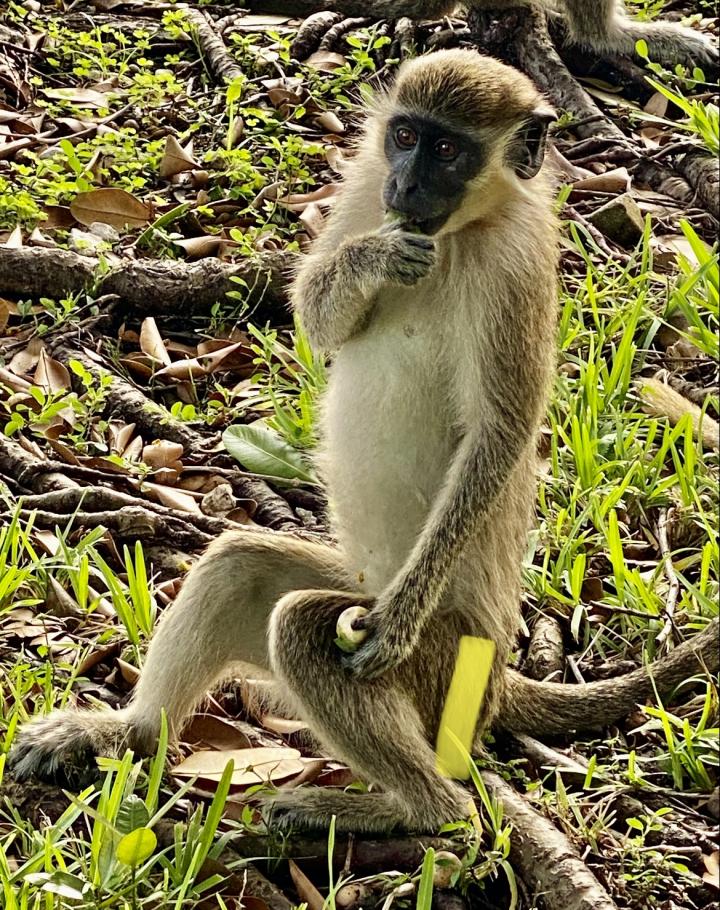 Monkey that resists Alzheimer’s symptoms could be key to developing treatments