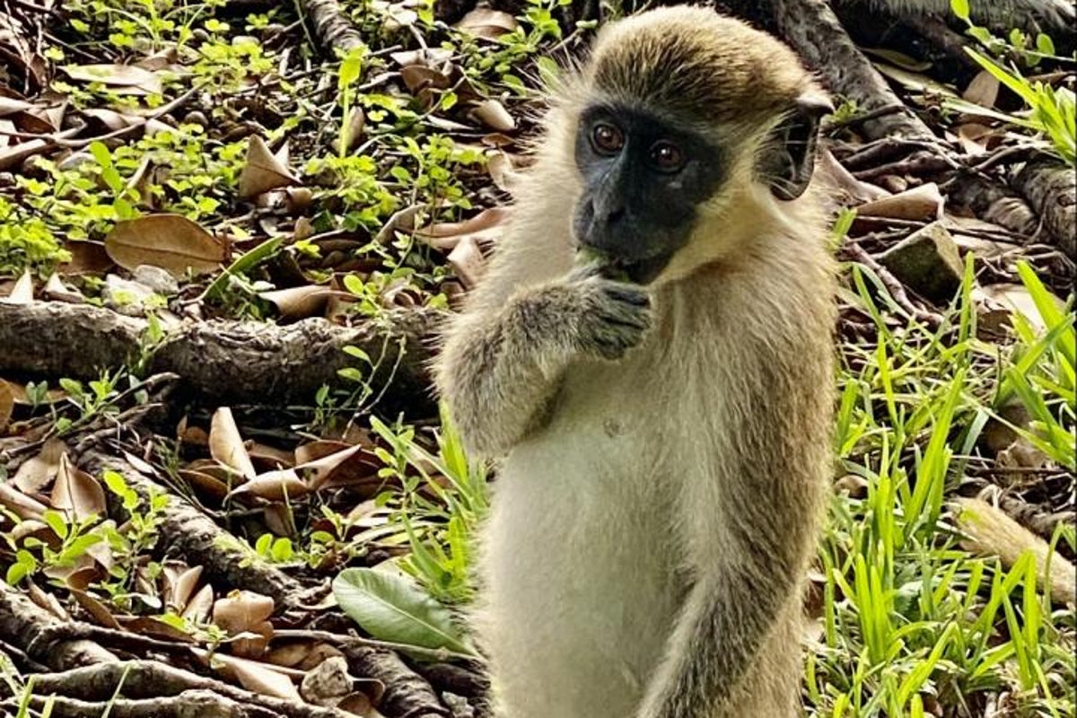 Monkey that resists Alzheimer’s symptoms could be key to developing treatments