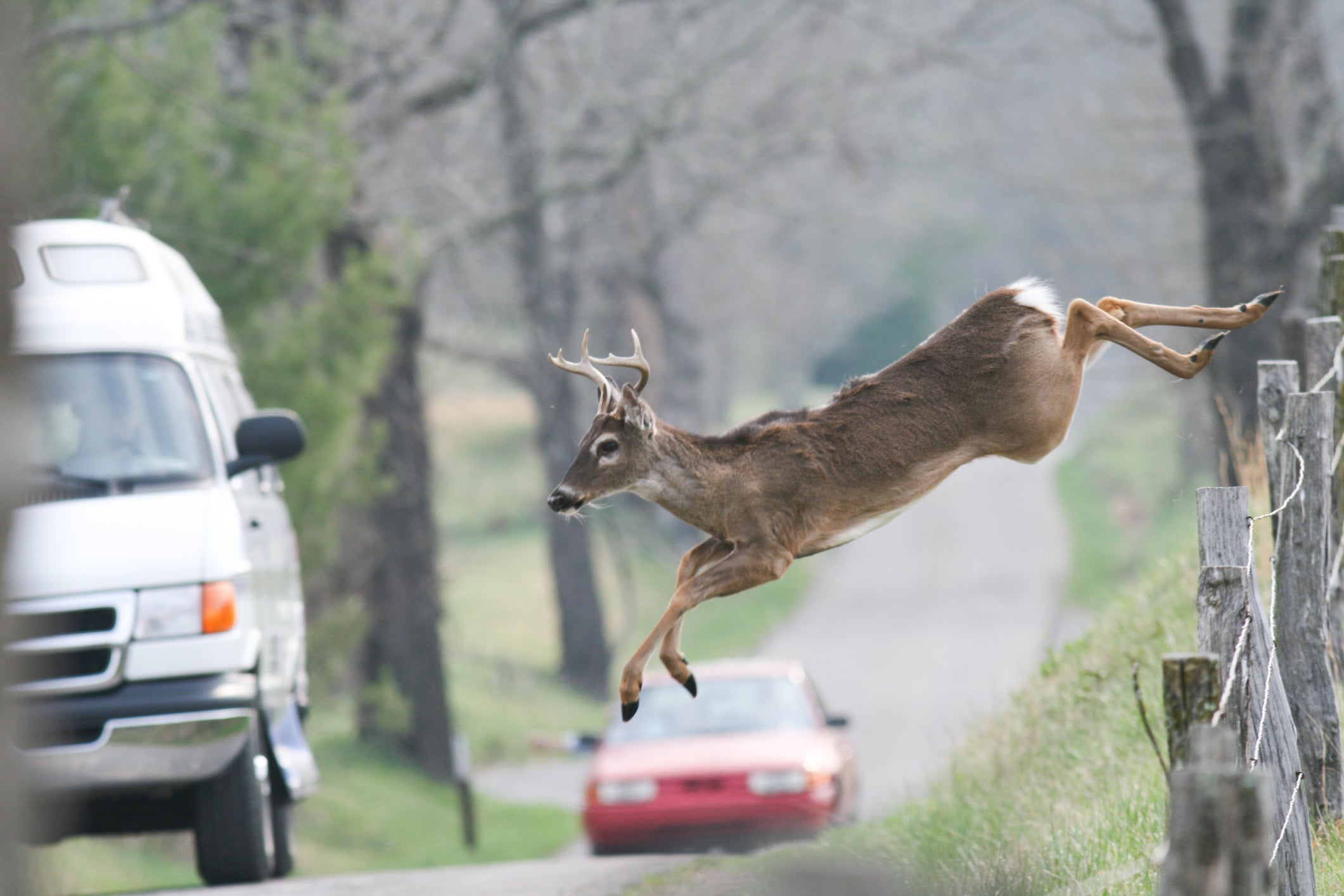 Why drivers are more likely to hit a deer in the colder months – and ...