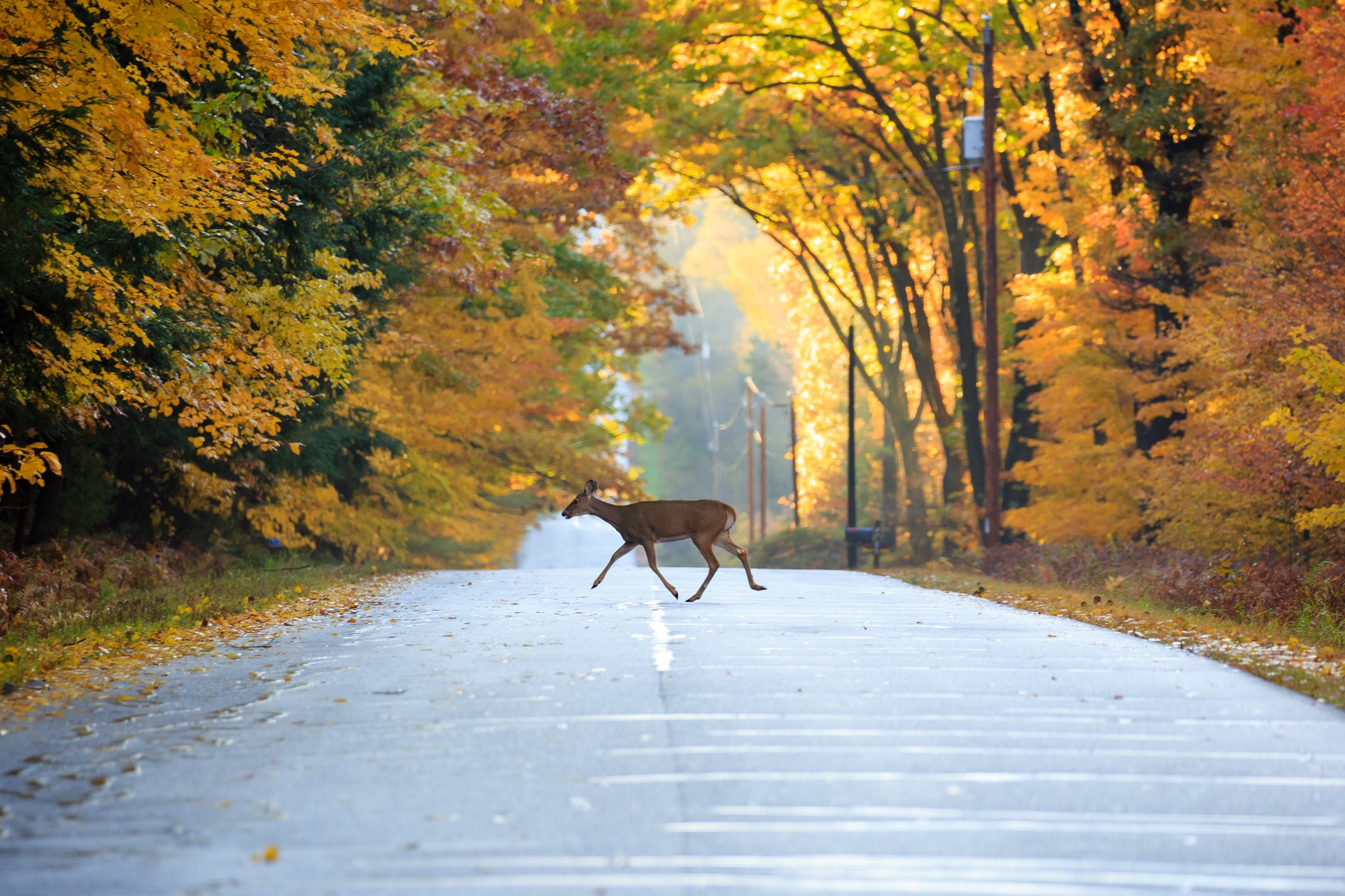 Drivers should brake and not swerve their cars to avoid crashing into deers (Getty/iStock)