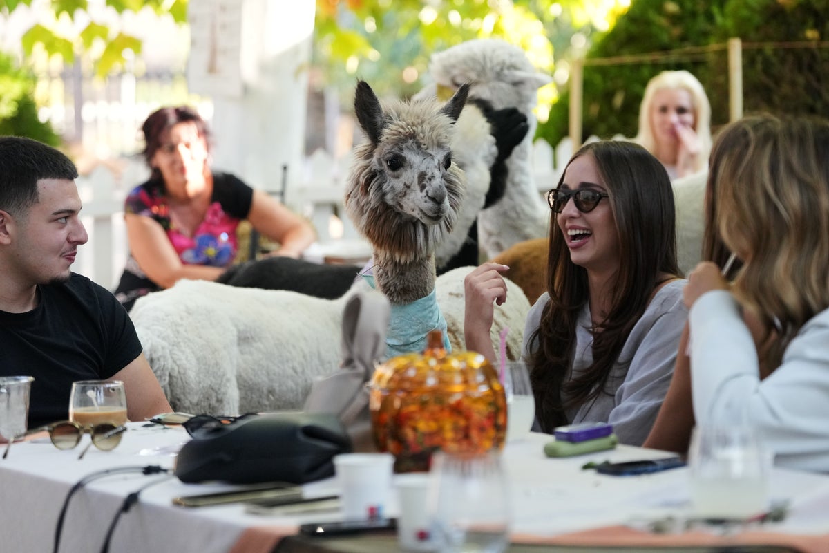 Not your everyday coffee in a Serbia cafe. Enjoy it in the company of alpacas