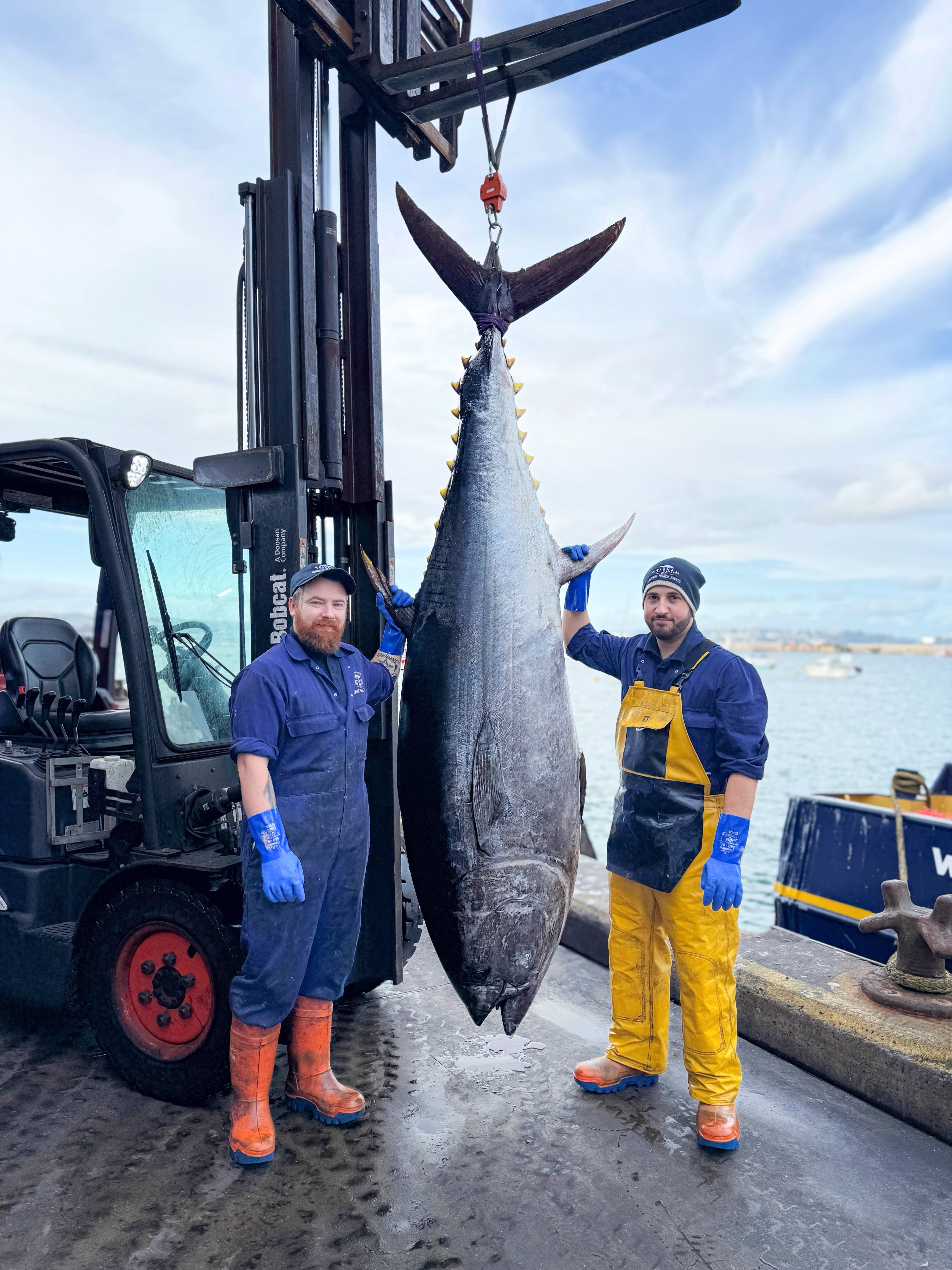 Record-breaking bluefin tuna landed off Devon as species returns to British waters