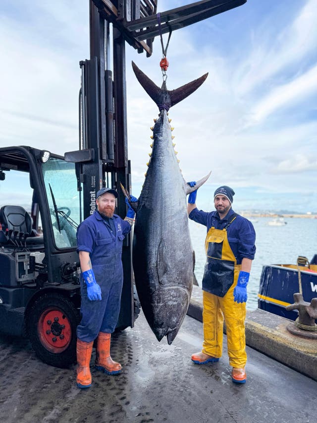 The nine-foot bluefin tuna caught off the south-west coast