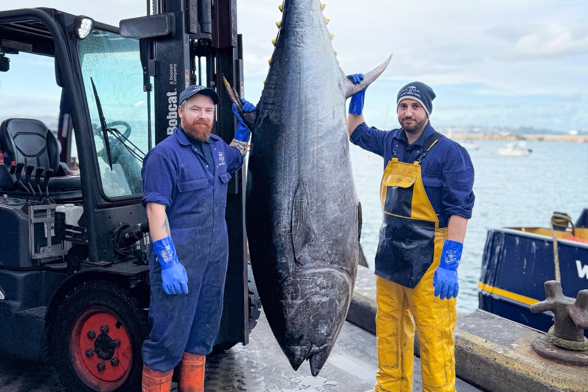 Record-breaking bluefin tuna landed off Devon as species returns to British waters
