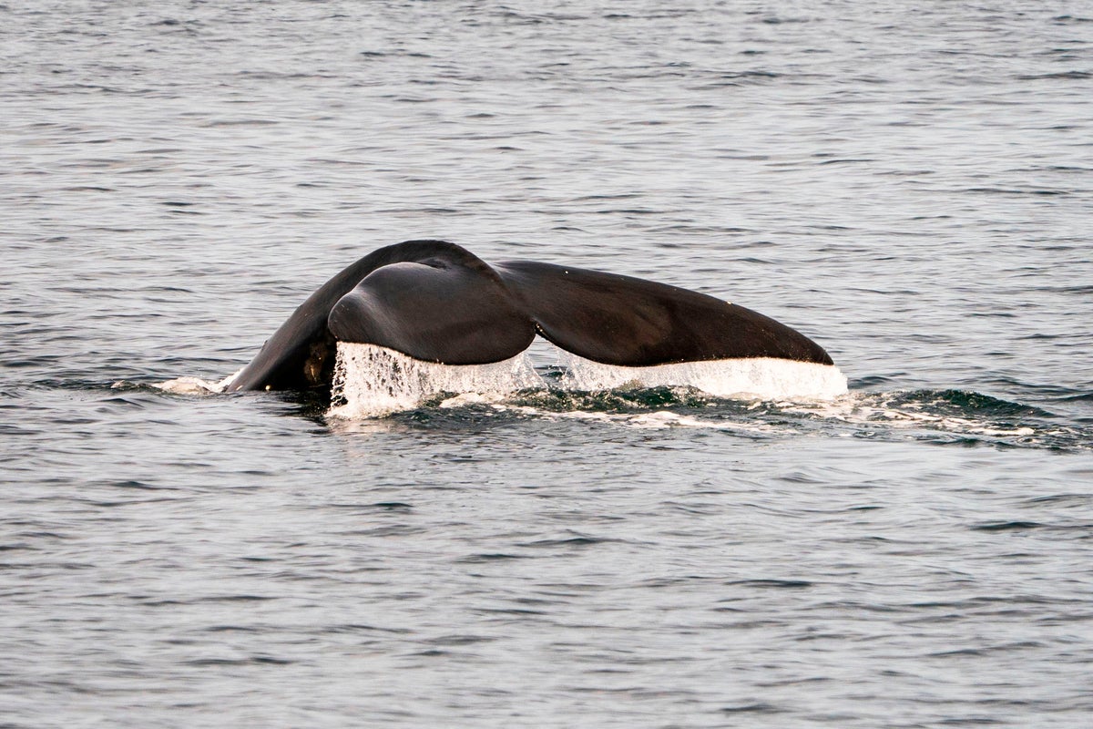 Three endangered species are facing extinction after Trump changed federal law
