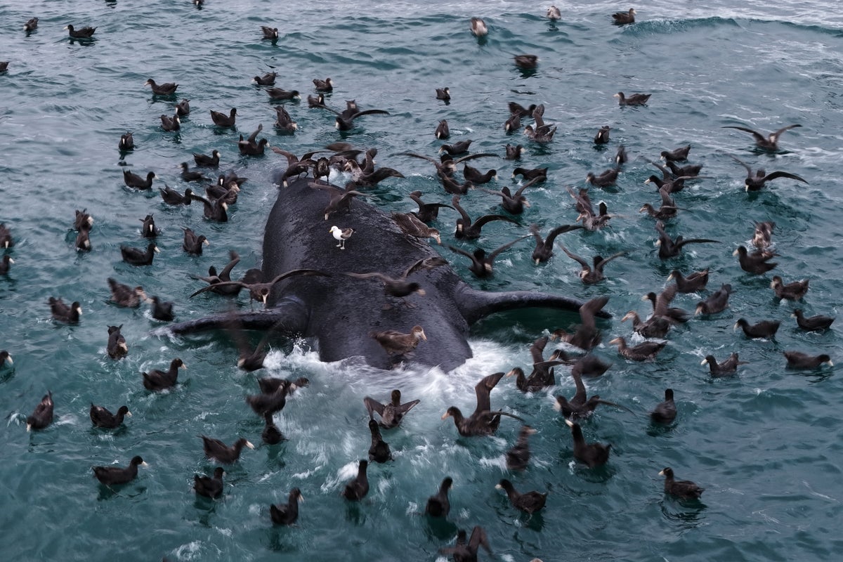 Scientists probe surge of dead whale calves on Argentina’s Patagonian coast
