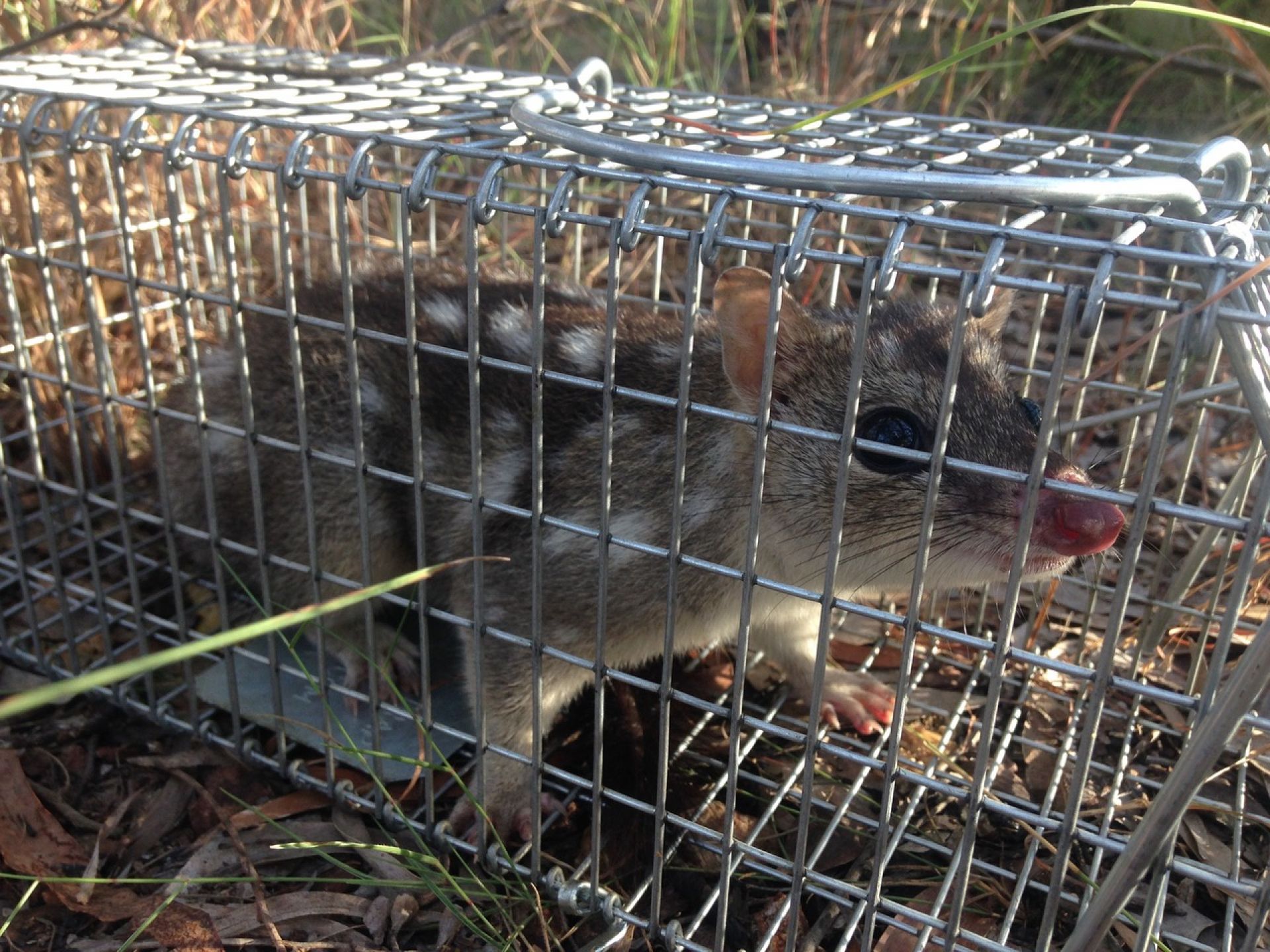Once-common marsupial inching close to extinction across Australia, scientists warn