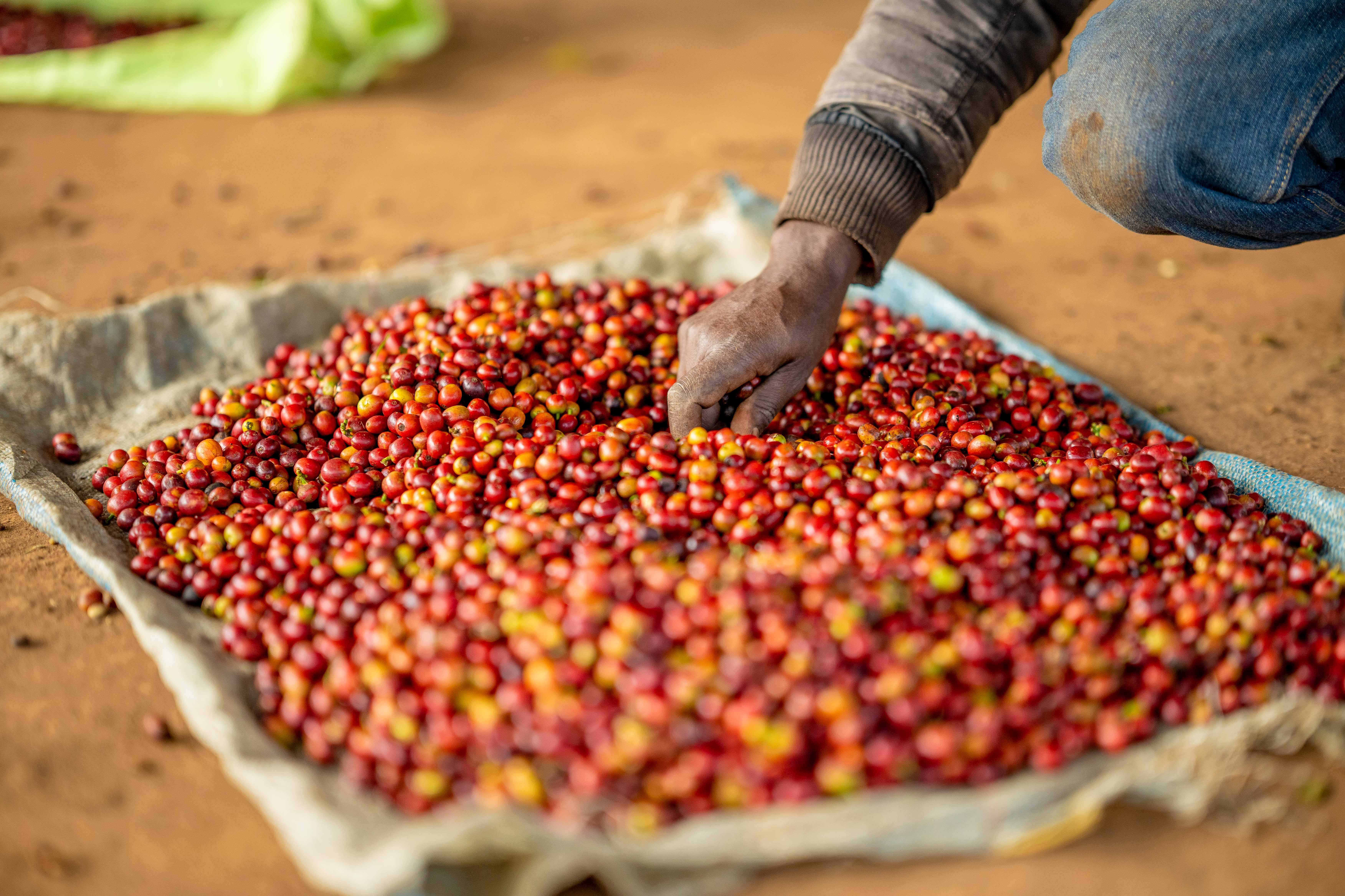 Coffee cherries are sorted for processing at Mutira’s Kagumo headquarters in Kirinyaga county, Kenya. (Anthony Odamo/Fairtrade)