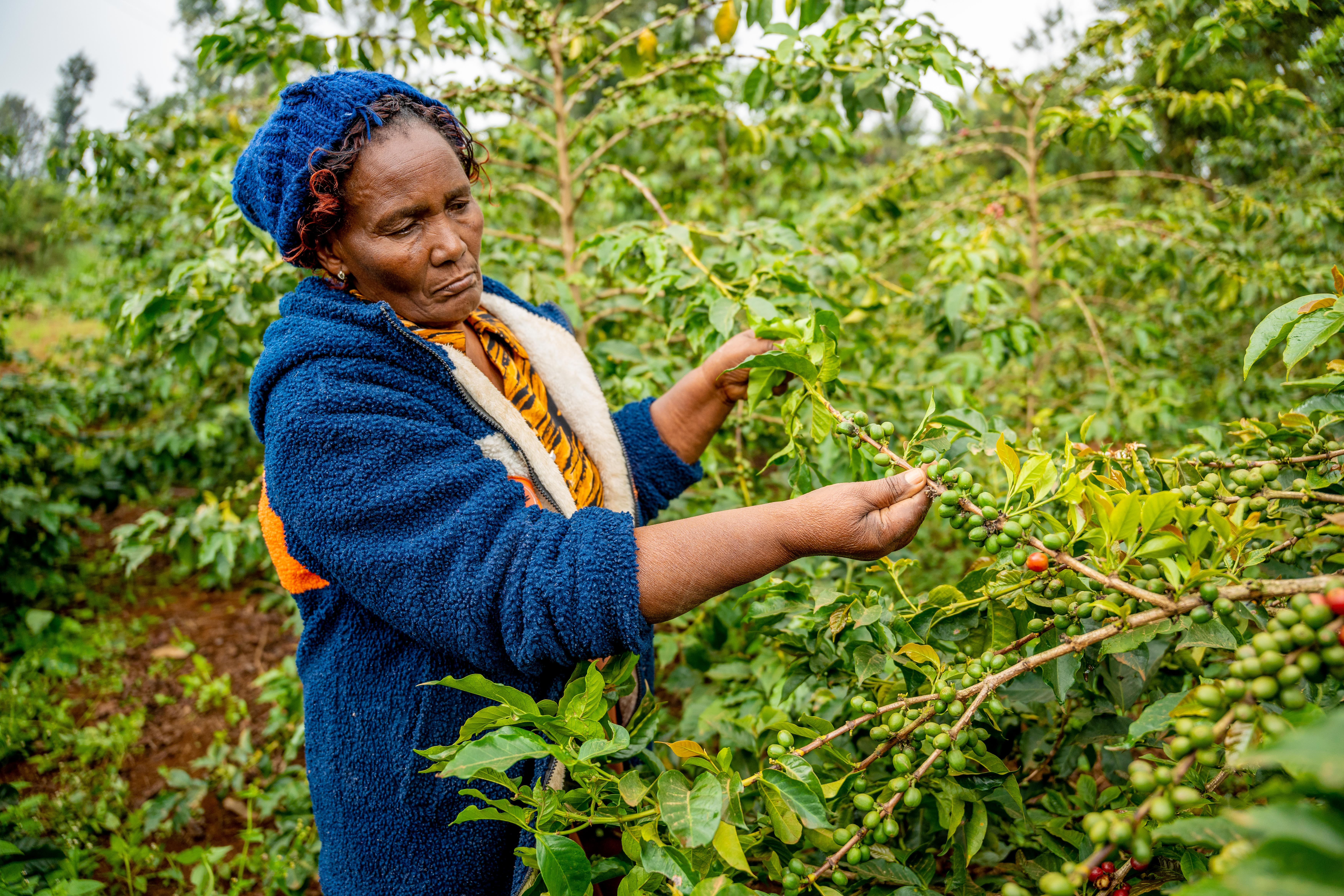 Eunice Kabui examines coffee cherries on her farm. (Anthony Odamo/Fairtrade)