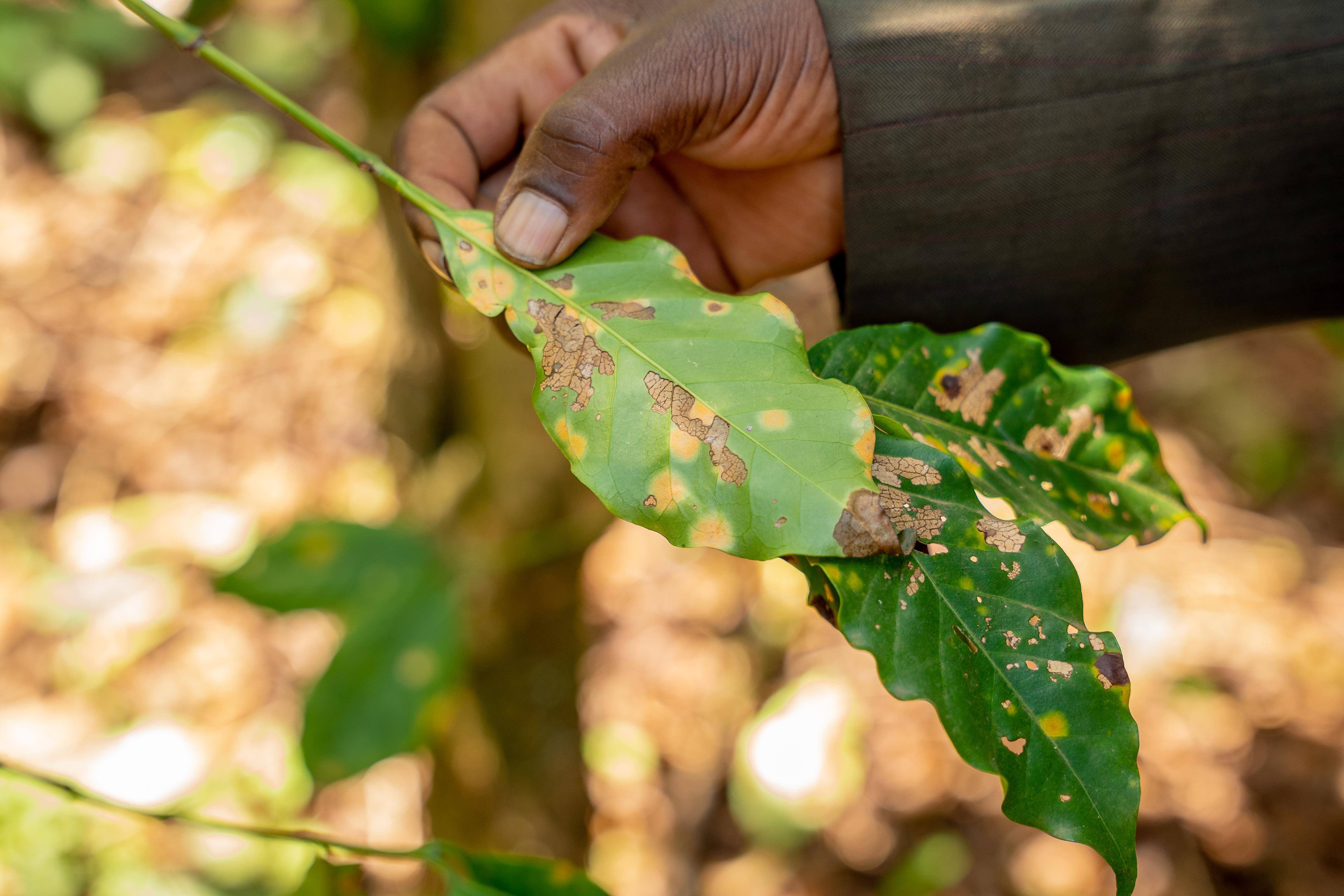 Leaf rust on Frederick Muriuki’s farm in Kirinyaga. (Anthony Odamo/Fairtrade)