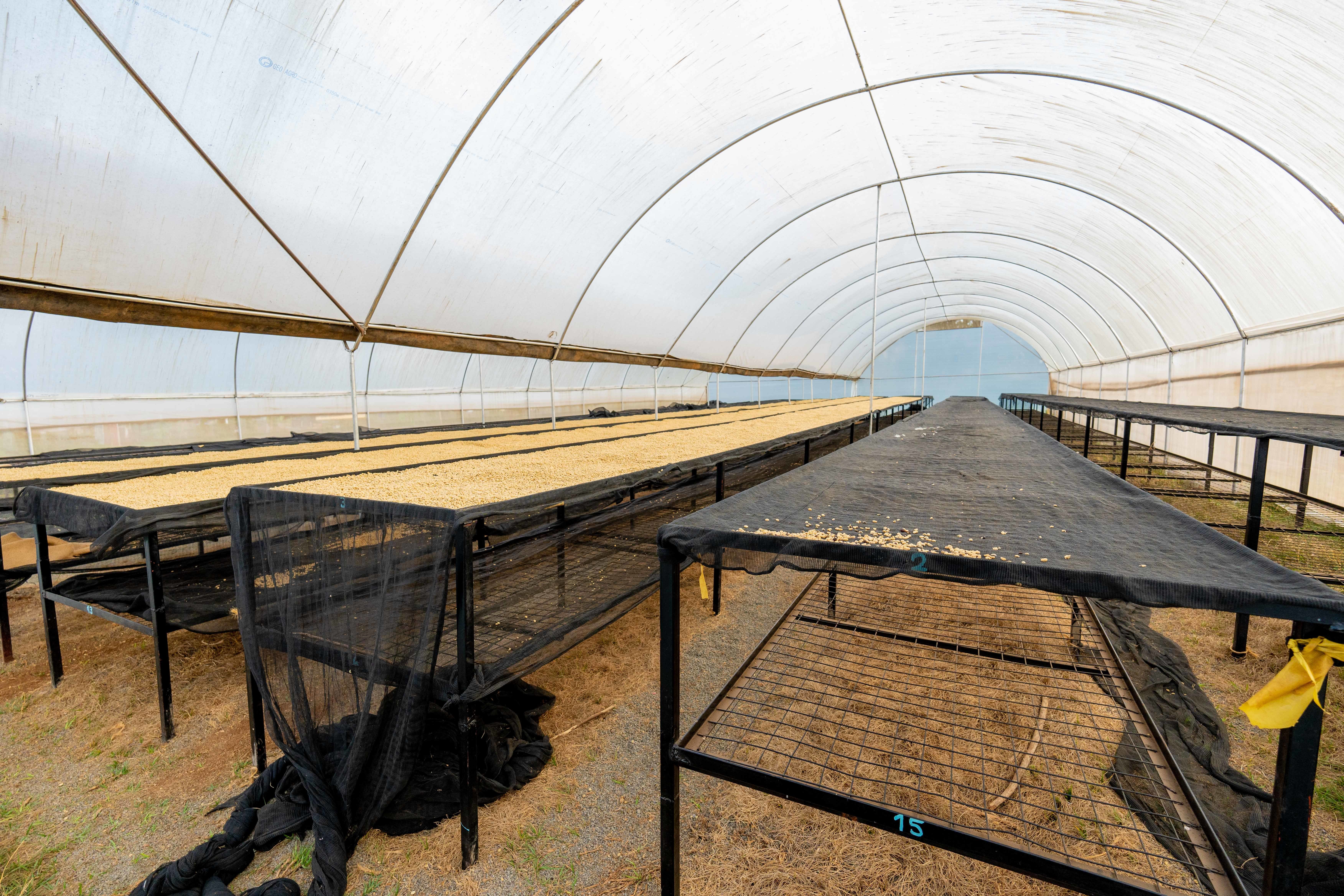 Solar driers that have been installed at Mutira’s factory in Kagumo. (Anthony Odamo/Fairtrade)