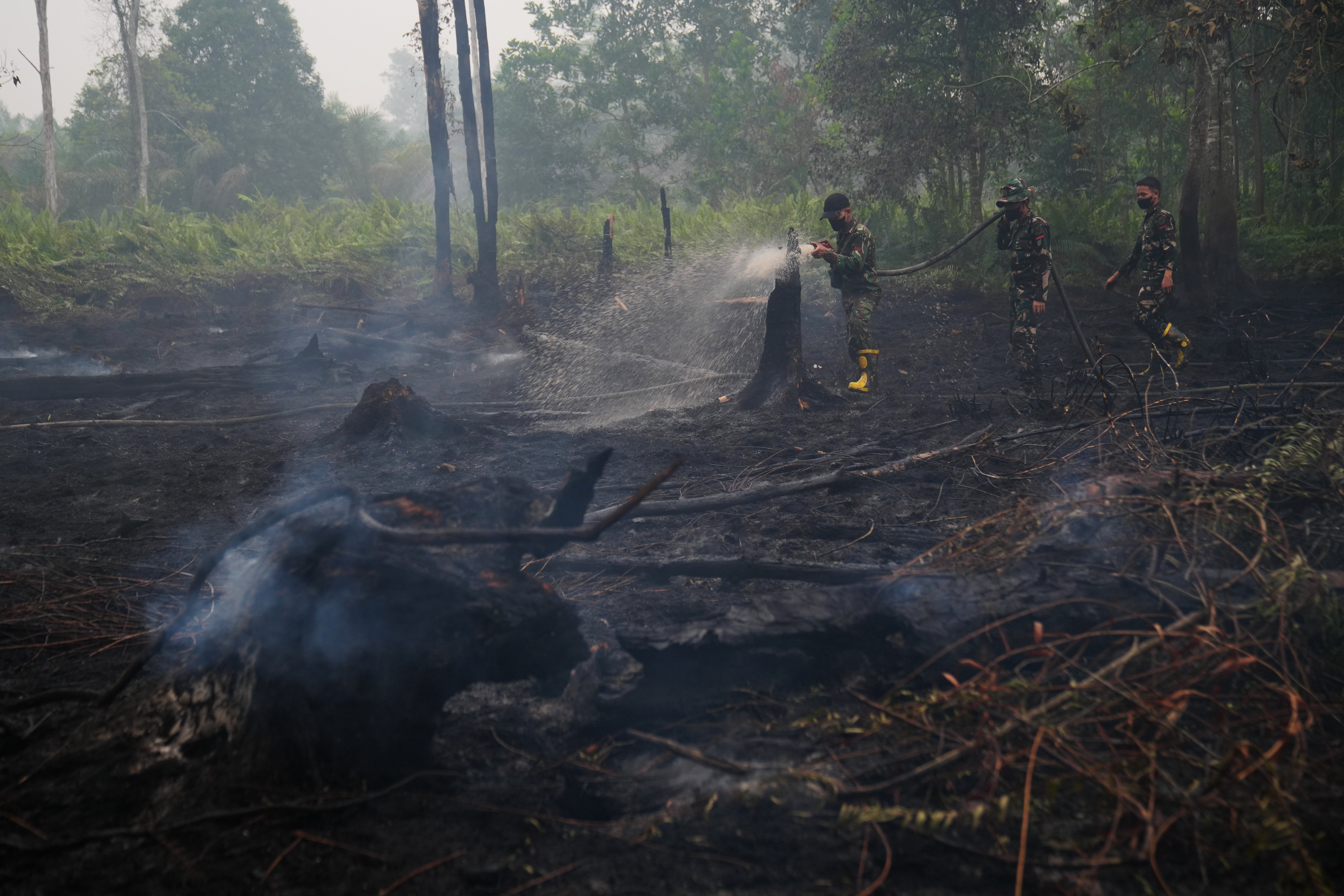 Climate El Nino Peatlands
