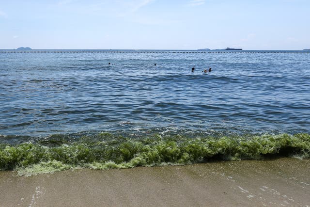 Green Noctiluca bloom worsens Gulf hypoxia after floods
