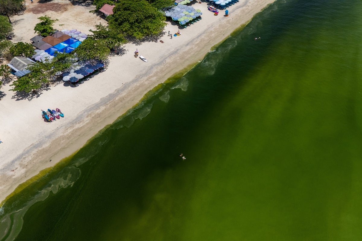 Sea around popular tourist island turned a bright smelly green