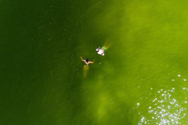 A drone view shows tourists swimming in green seawater associated with a plankton bloom, in Koh Lan, Pattaya, Chonburi province, Thailand, October 1, 2026