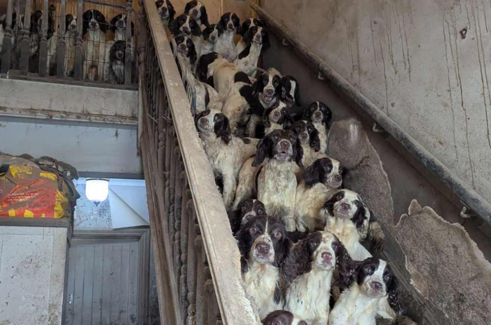 Children's social worker convicted of animal cruelty over 84 dogs in South Yorkshire