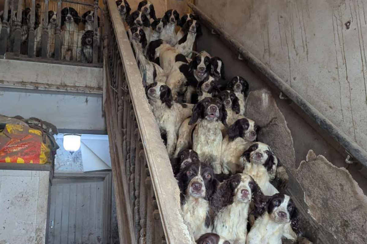 Children's social worker convicted of animal cruelty over 84 dogs in South Yorkshire