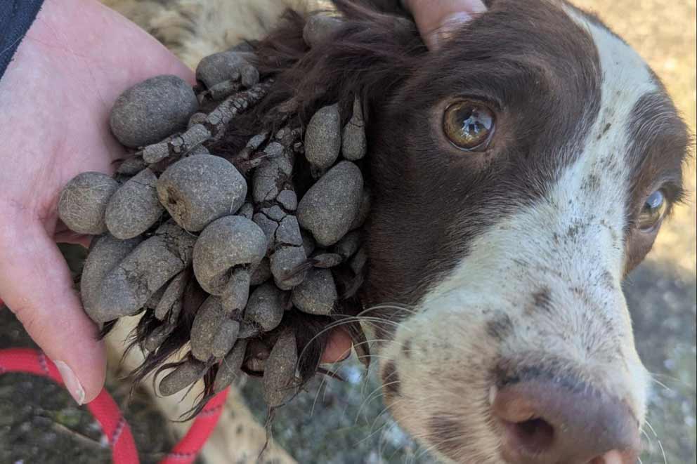 The dogs were found covered in dirt and faeces