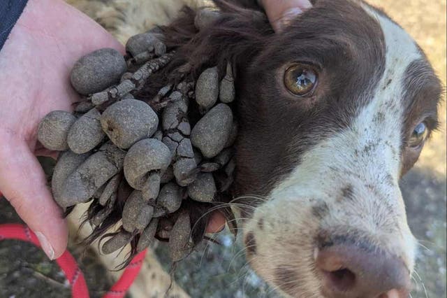 The dogs were found covered in dirt and faeces
