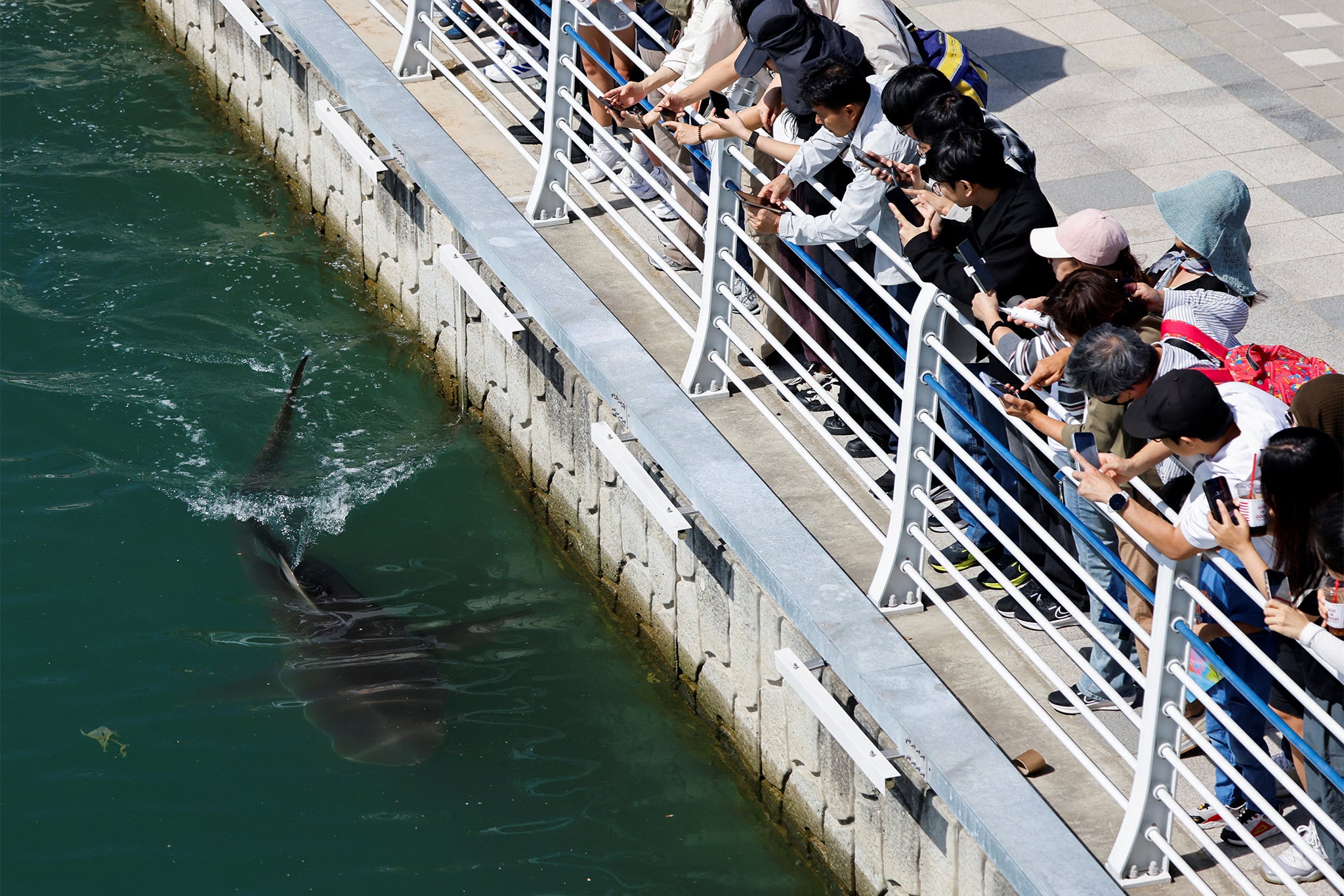 South Korean authorities attempt to guide stranded shark out of canal, in Busan (Reuters)