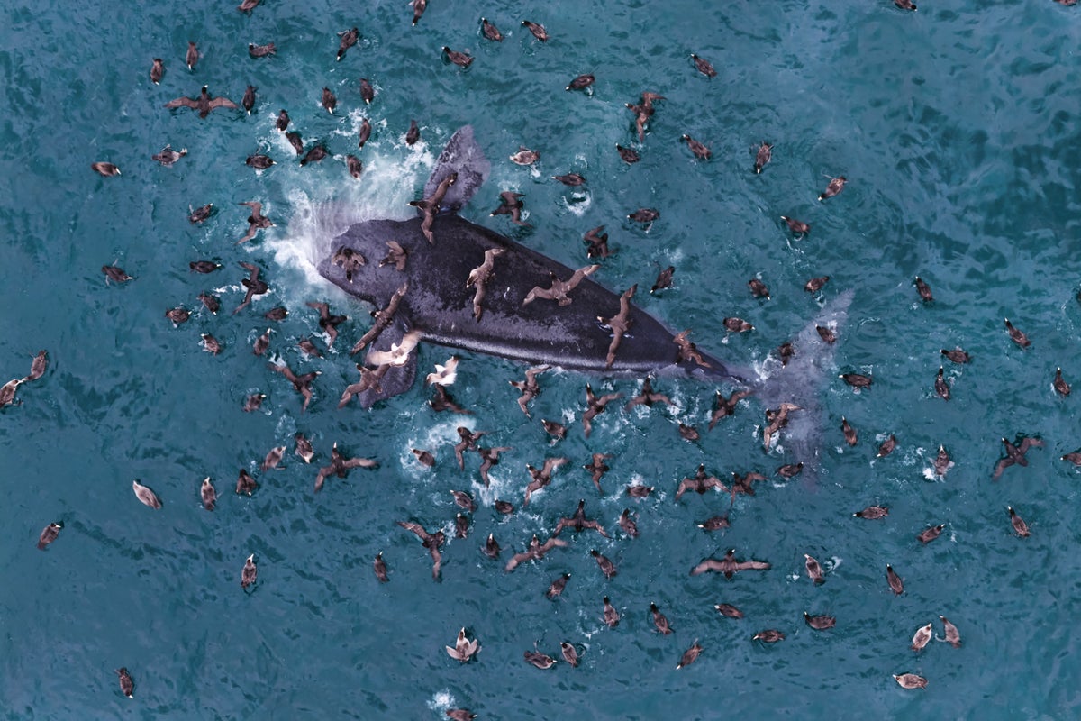 Scientists rush to solve mystery of dead baby whales washing up on shore of Argentina