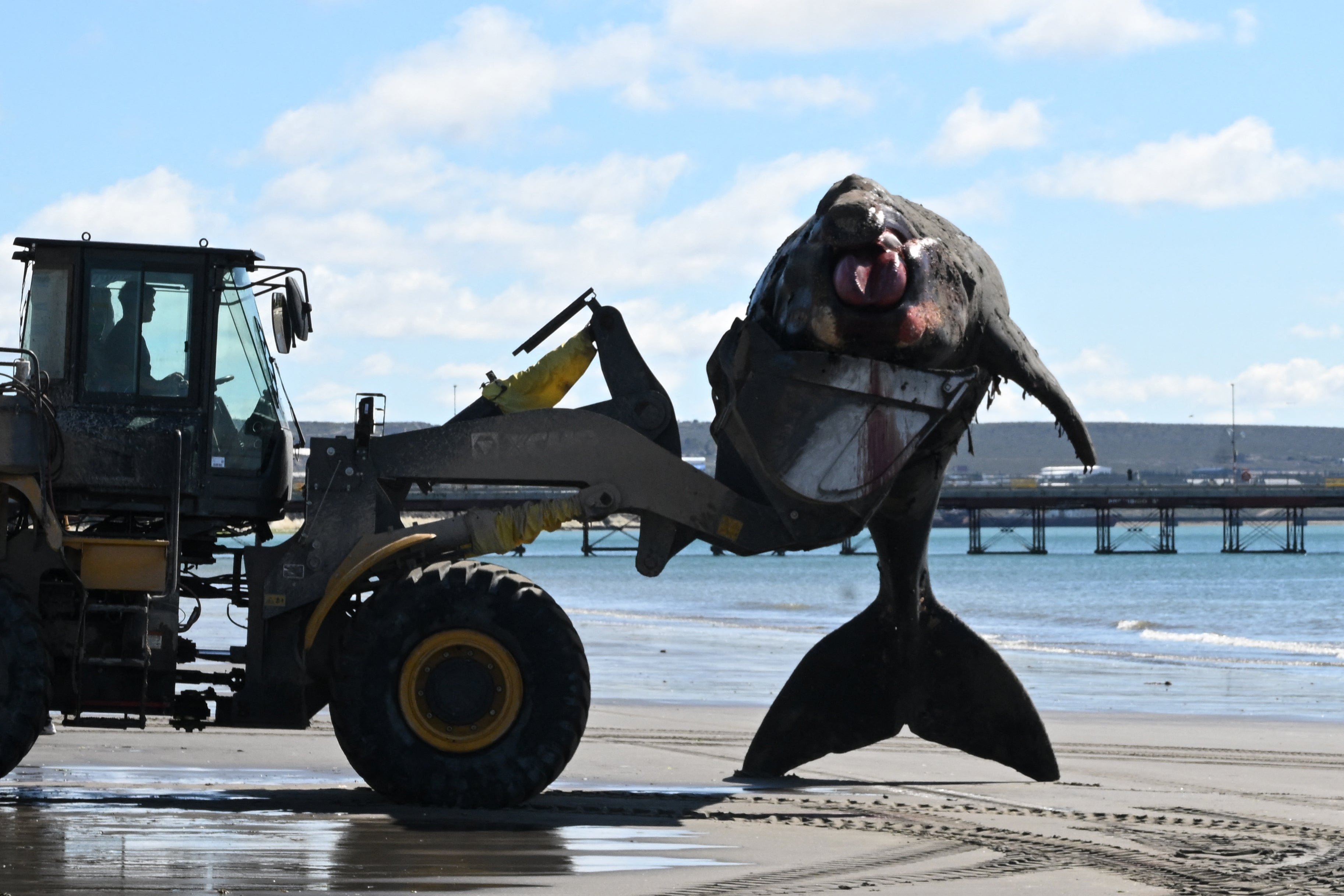 A dead southern right whale calf (Eubalaena australis) is removed by rangers using heavy machinery in Puerto Madryn, Chubut, Argentina on September 28, 2026