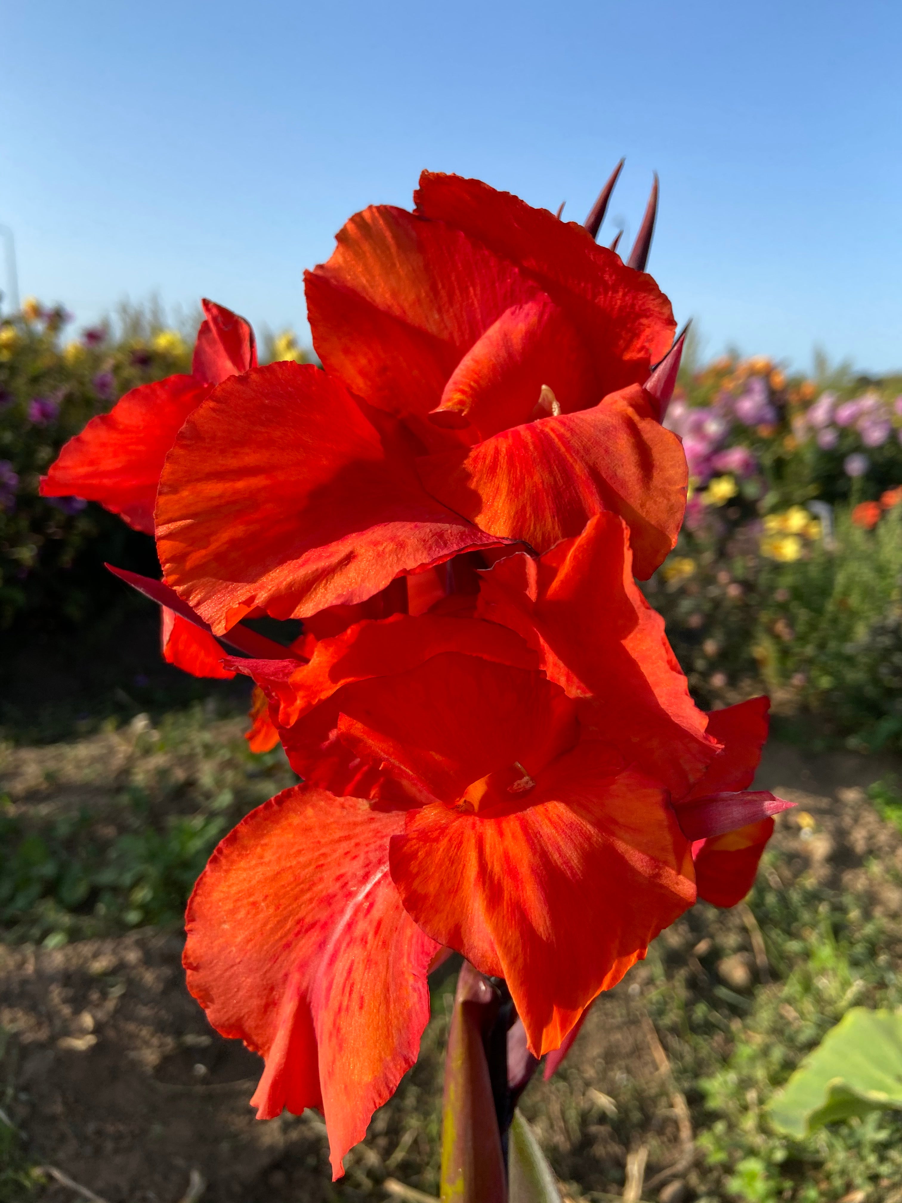 Canna Tropicanna (Taylors Bulbs/PA)