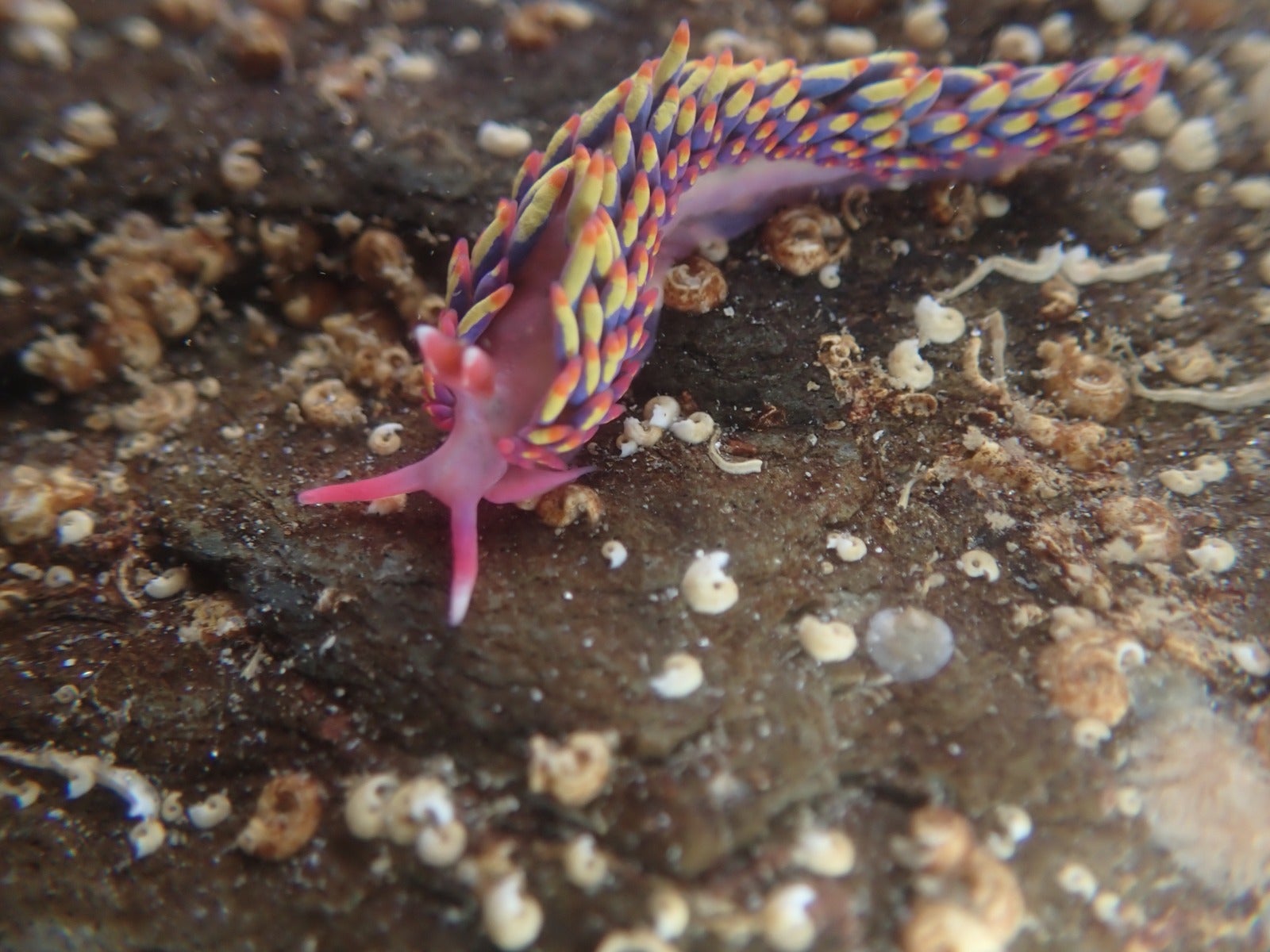 Tiny rainbow slug found on UK beach leaves experts stunned