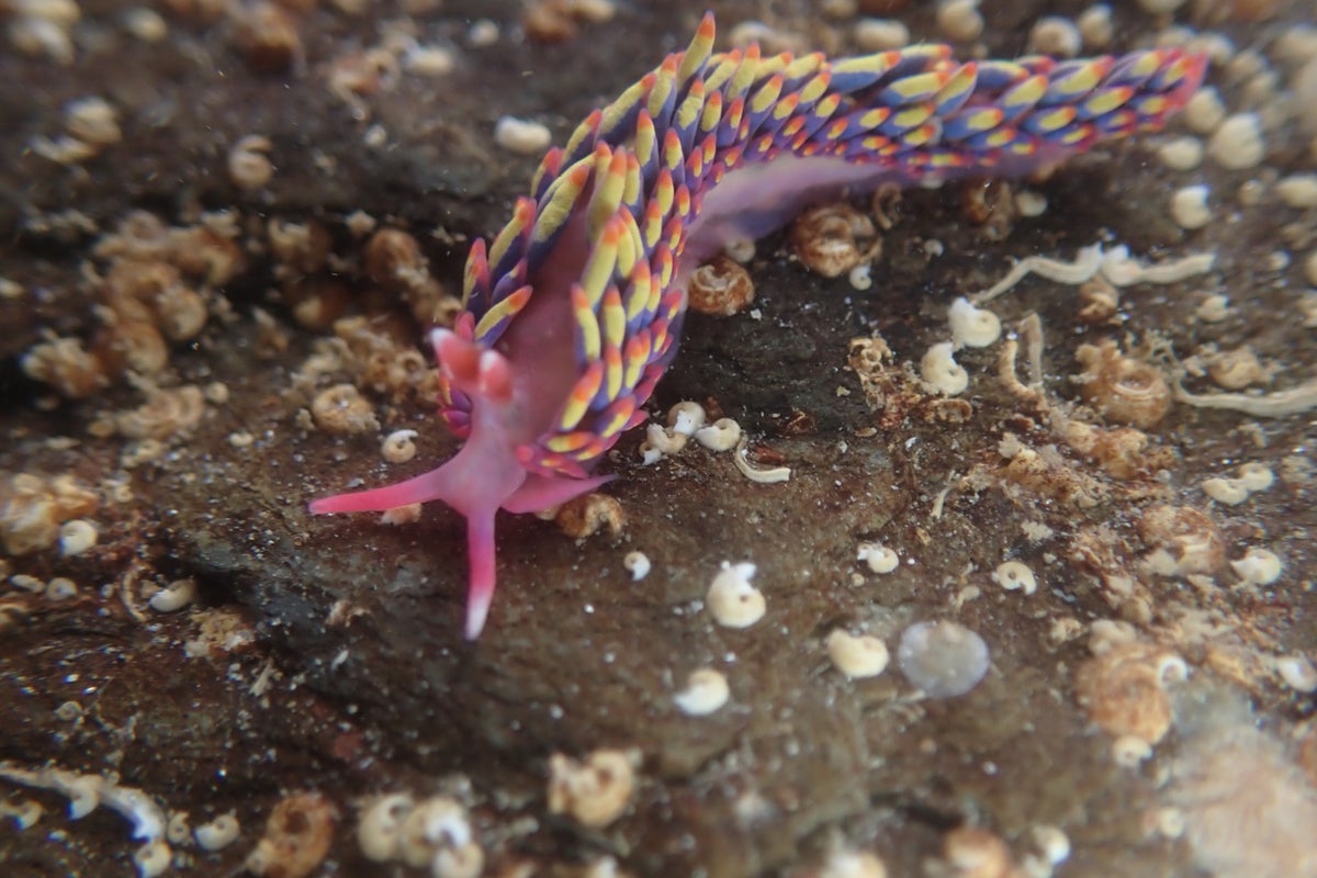 Tiny rainbow slug found on UK beach leaves experts stunned
