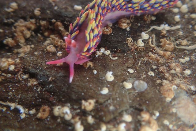 Rainbow sea slugs are traditionally found in warmer Atlantic waters off the coast of Spain, Portugal and France