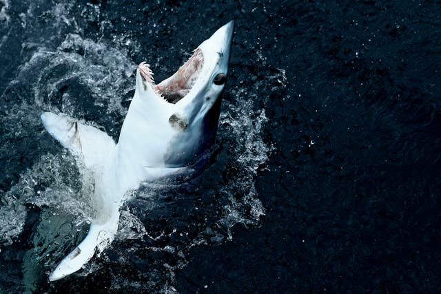 A fisherman was attacked off Paradise Cove in Malibu, California, after accidentally reeling in a shortfin mako shark