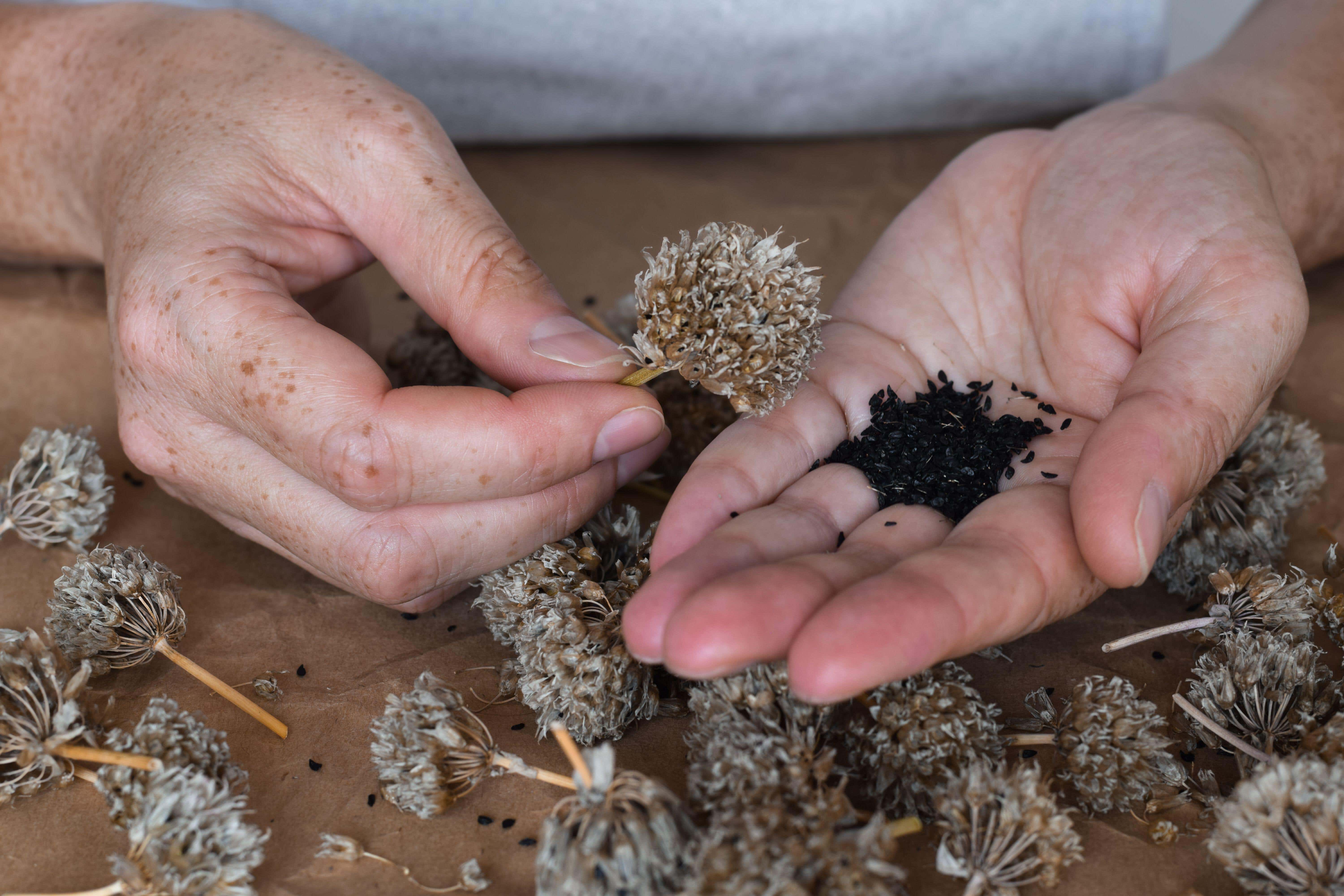 Easy guide to collecting seeds | The Independent