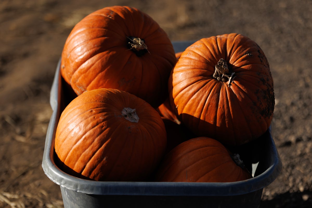 Great pumpkin caper: Thieves steal nearly all the gourds from family farm