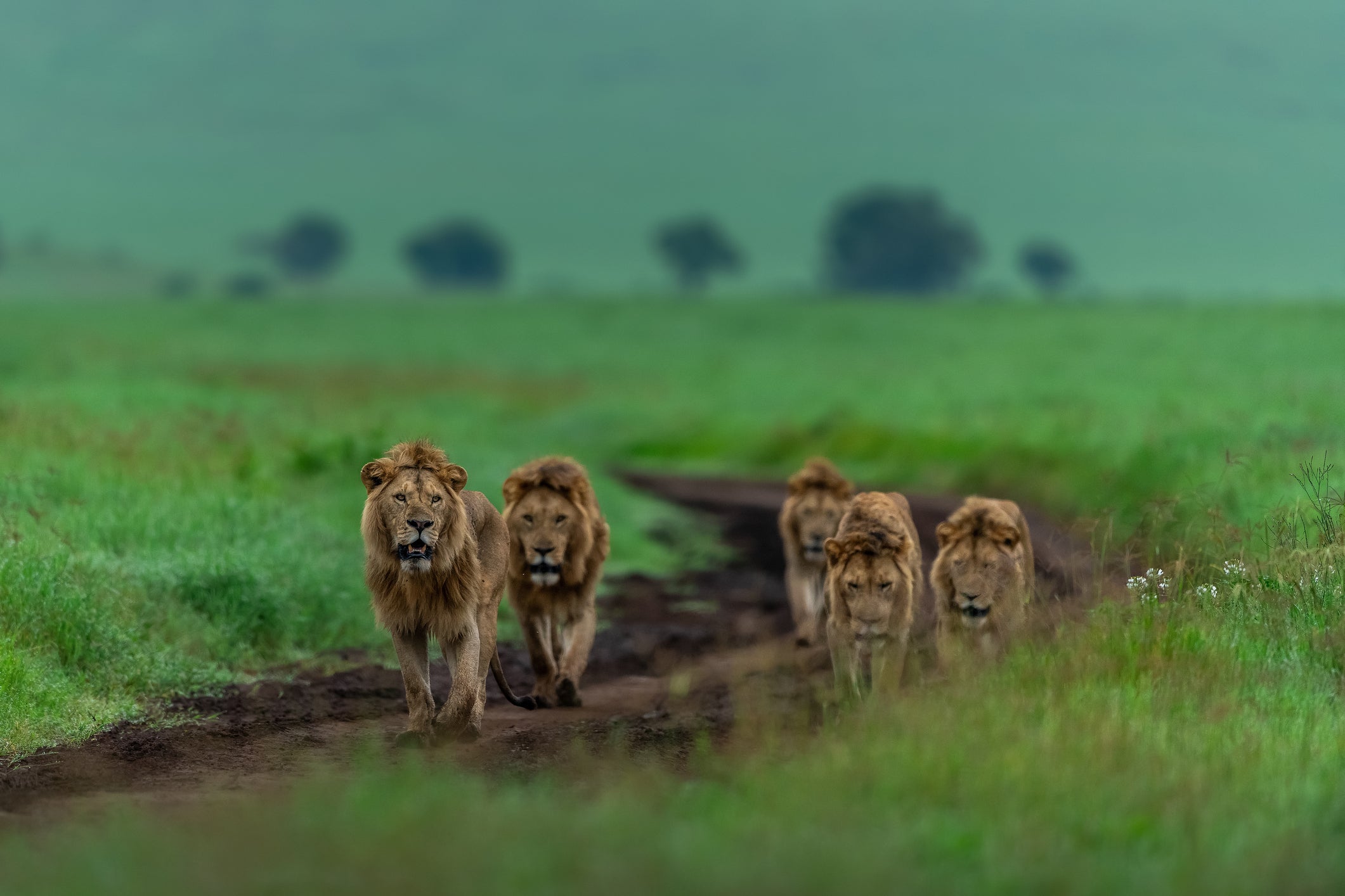 Safaris in East Africa are set to be wetter than normal
