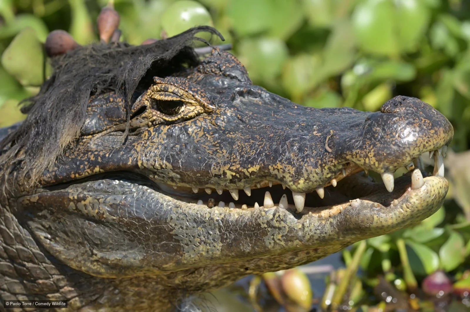 Paul Joynson-Hicks, a wildlife photographer in East Africa, started the contest in 2015 after looking through his photos and finding several laugh-worthy snapshots