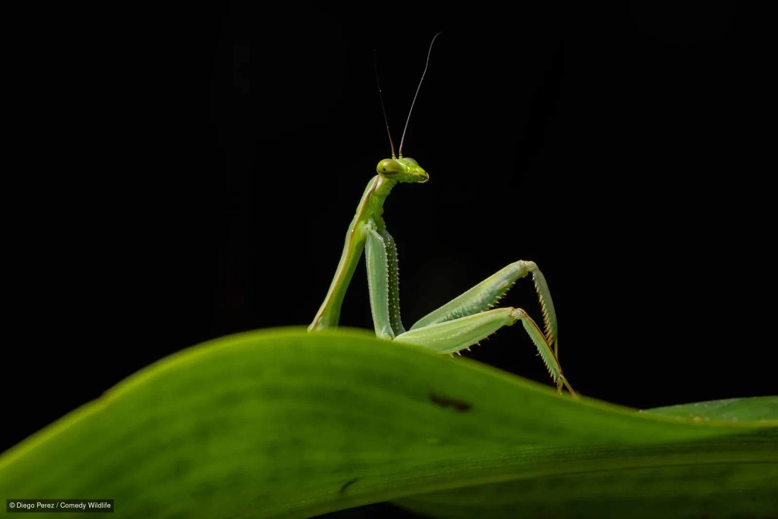 More than 40 images of mammals, birds, reptiles and more have reached the finals in the global contest that uses comedy to promote conservation