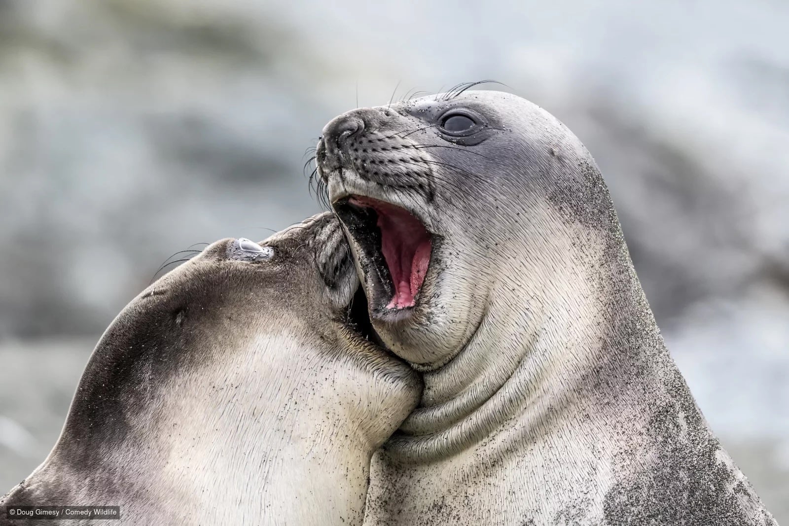 Instead of airing a tear-jerking commercial of suffering animals to spur people into action, the photo competition uses a more lighthearted approach to bring awareness