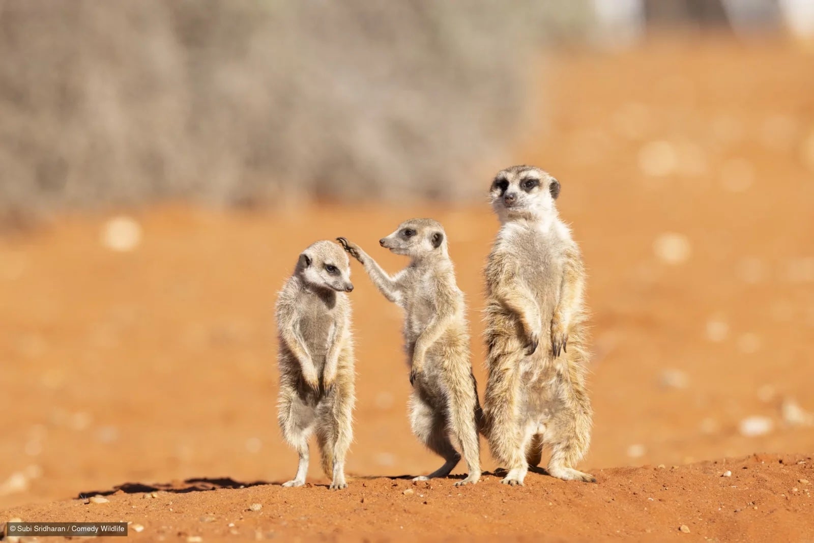 In one finalist photo, a meerkat appears to be about to pat the head of another meerkat as a third looks on
