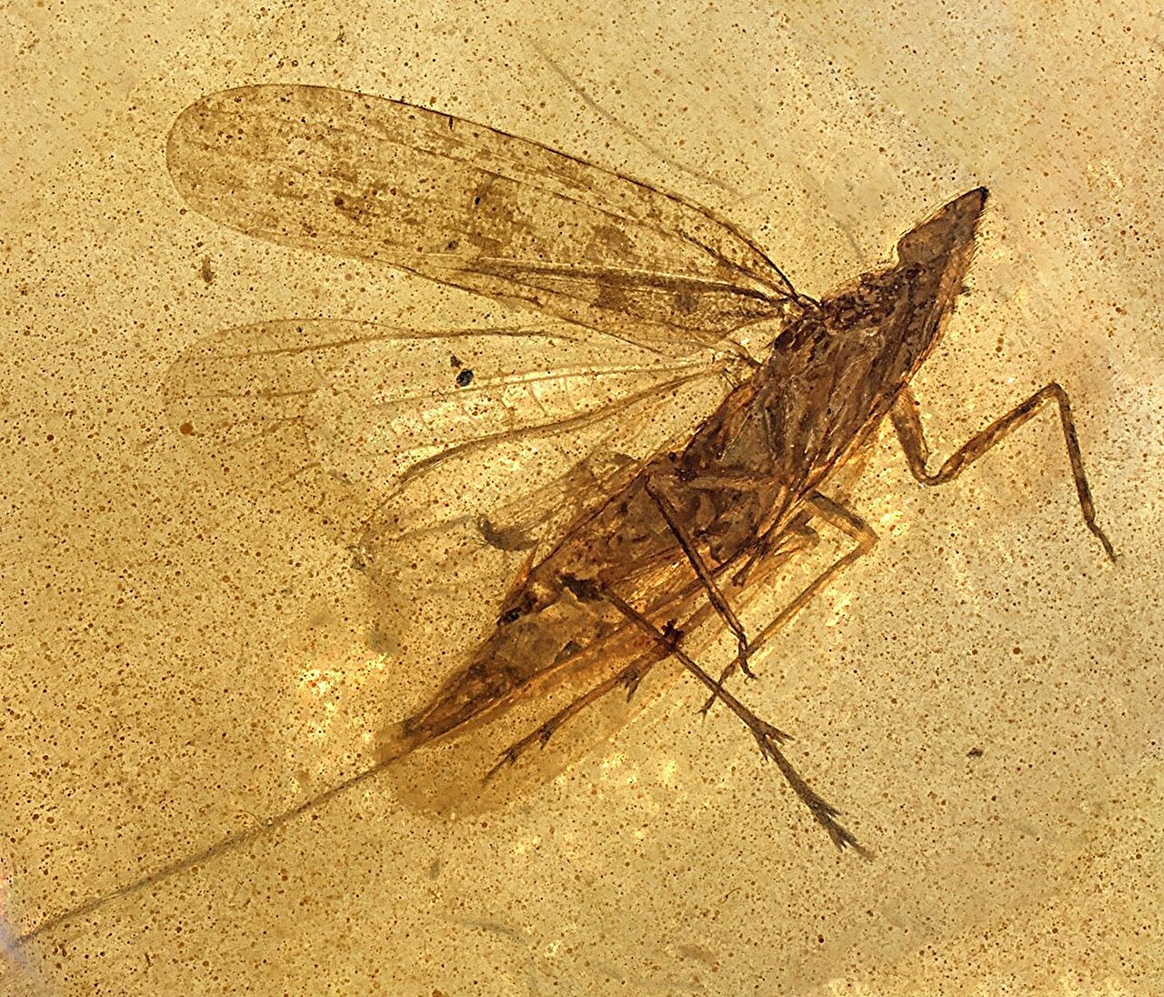 https://static.independent.co.uk/2026/10/06/6/29/The-newly-described-species-Cretodorus-noonoo.jpeg?trim=121,0,121,0&width=1200&height=800&crop=1200:800