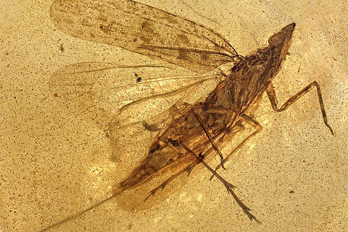 Photo: The Independent Ancient Amber Fossil Reveals 99-Million-Year-Old Insect With Giant Tube
