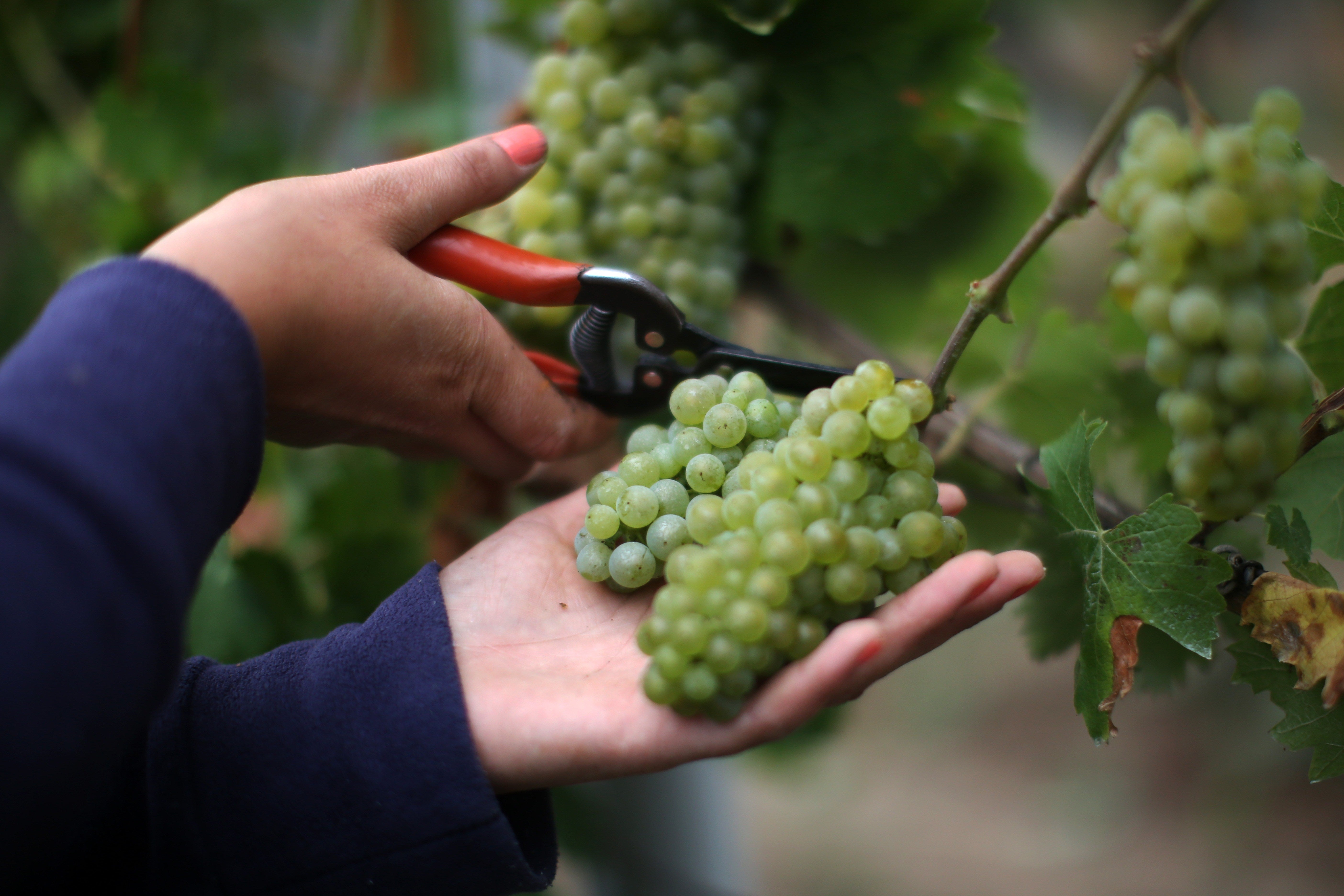 Thieves take 500kg of grapes from family-run Norfolk vineyard
