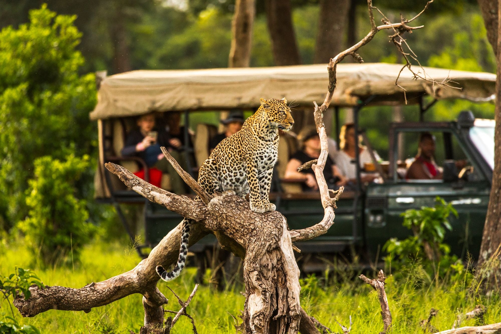 The Masai Mara sits in southwestern Kenya
