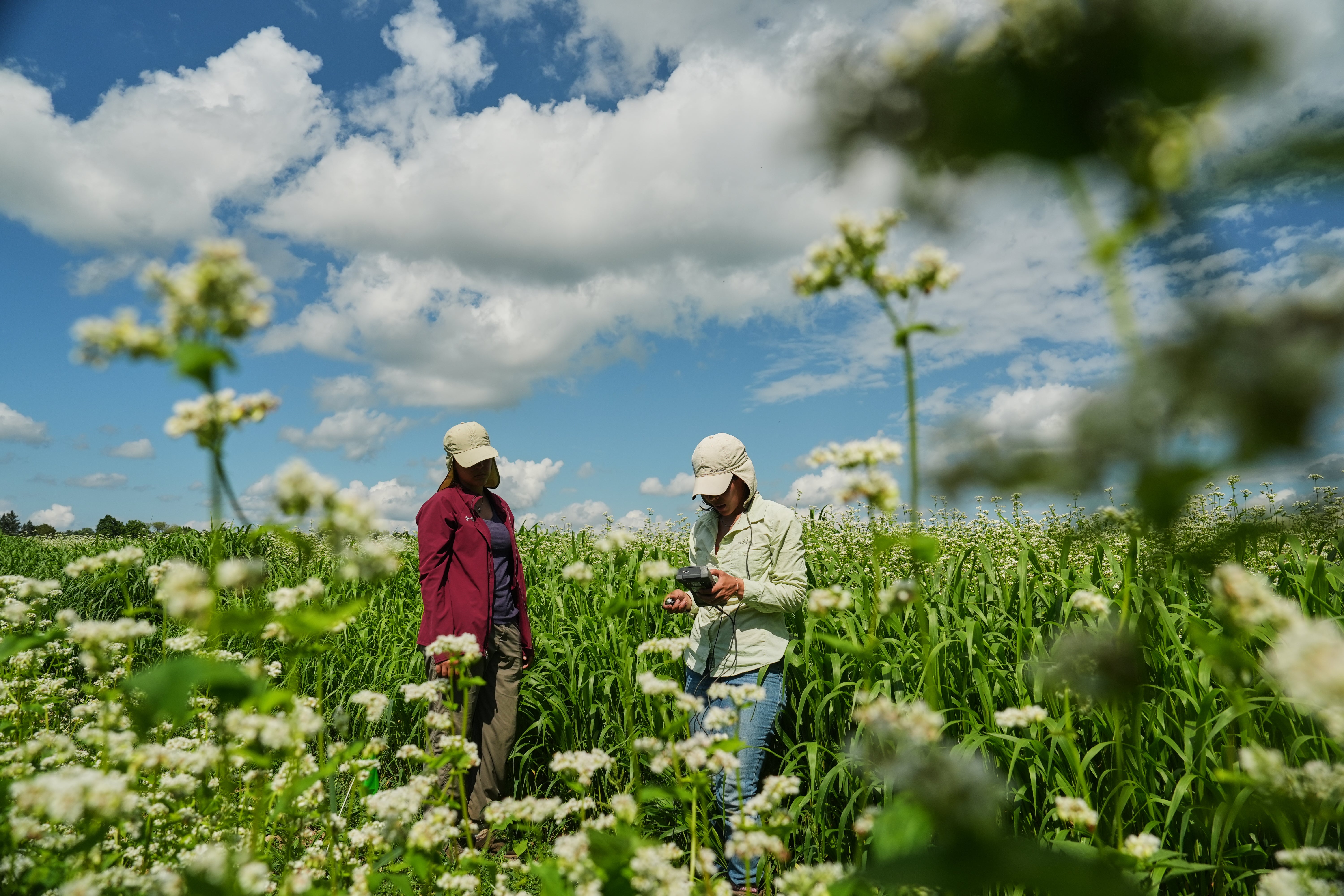 independent.co.uk - Joshua A. Bickel - Enthusiasts hope the organic farm staple buckwheat can reach more fields and tables