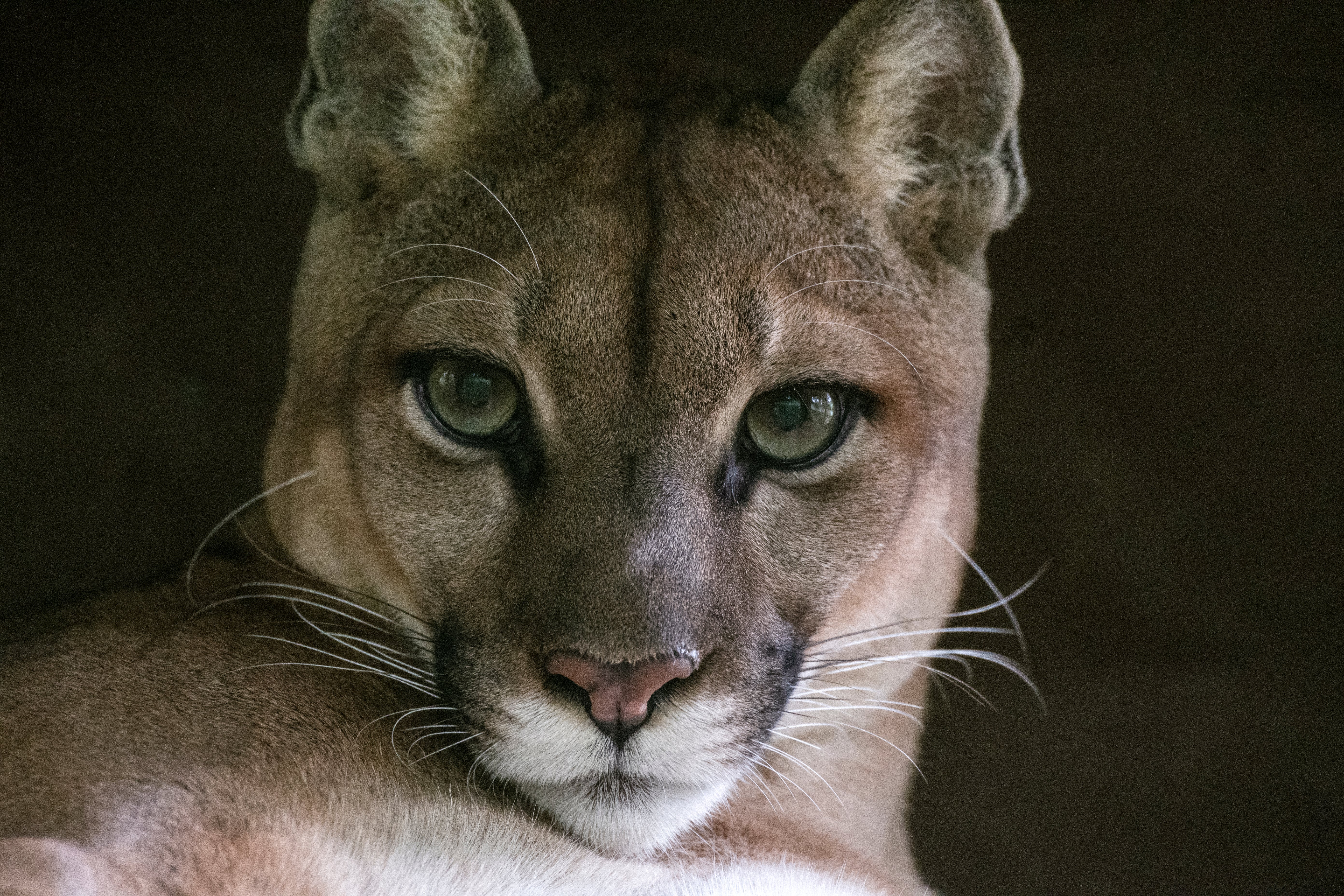 Pumas are known to have attacked humans previously (file photo)