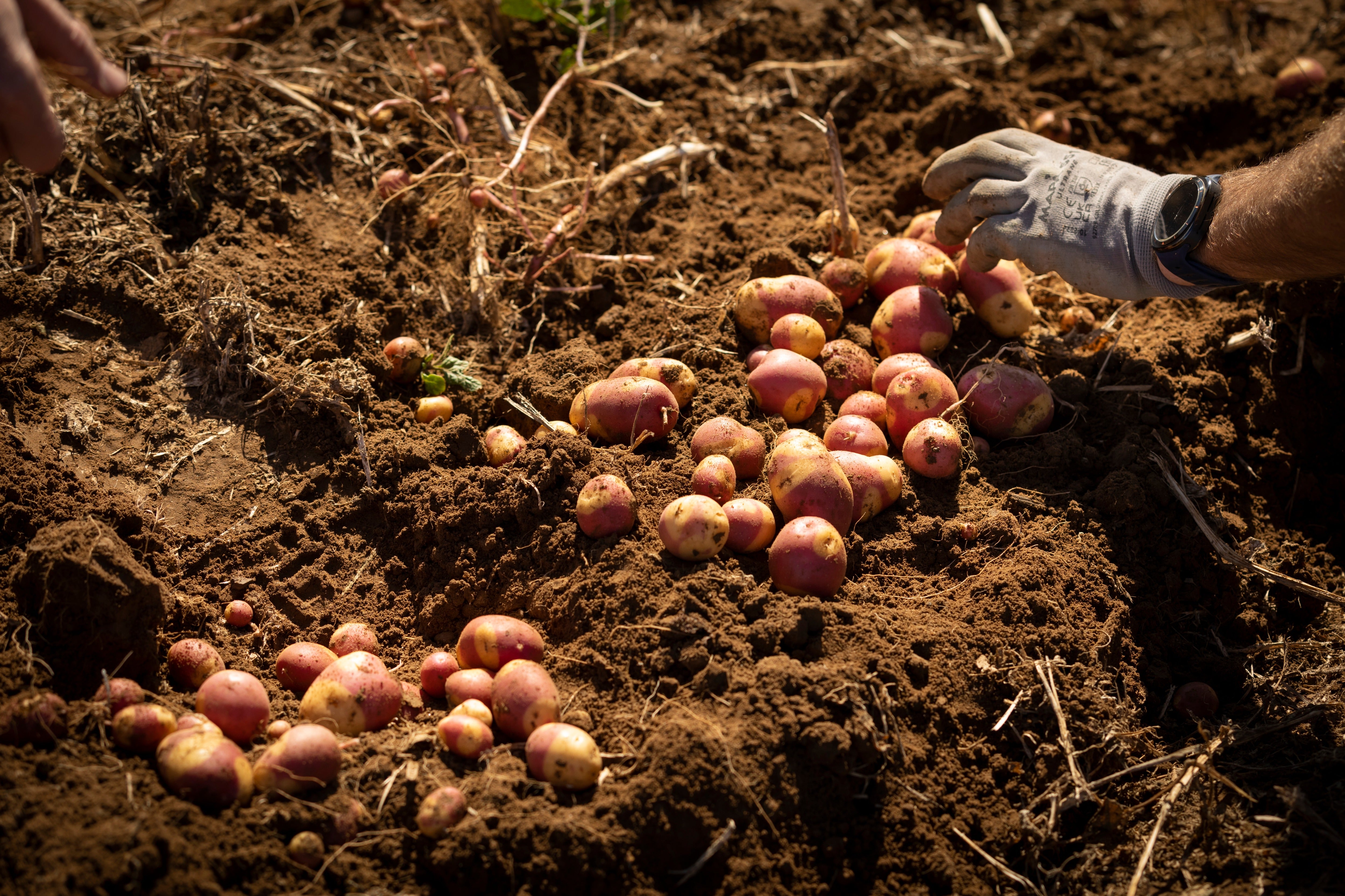 M&S has partnered with Sustainable Soils Management (SSM) to provide growers and farmers with healthy soils courses
