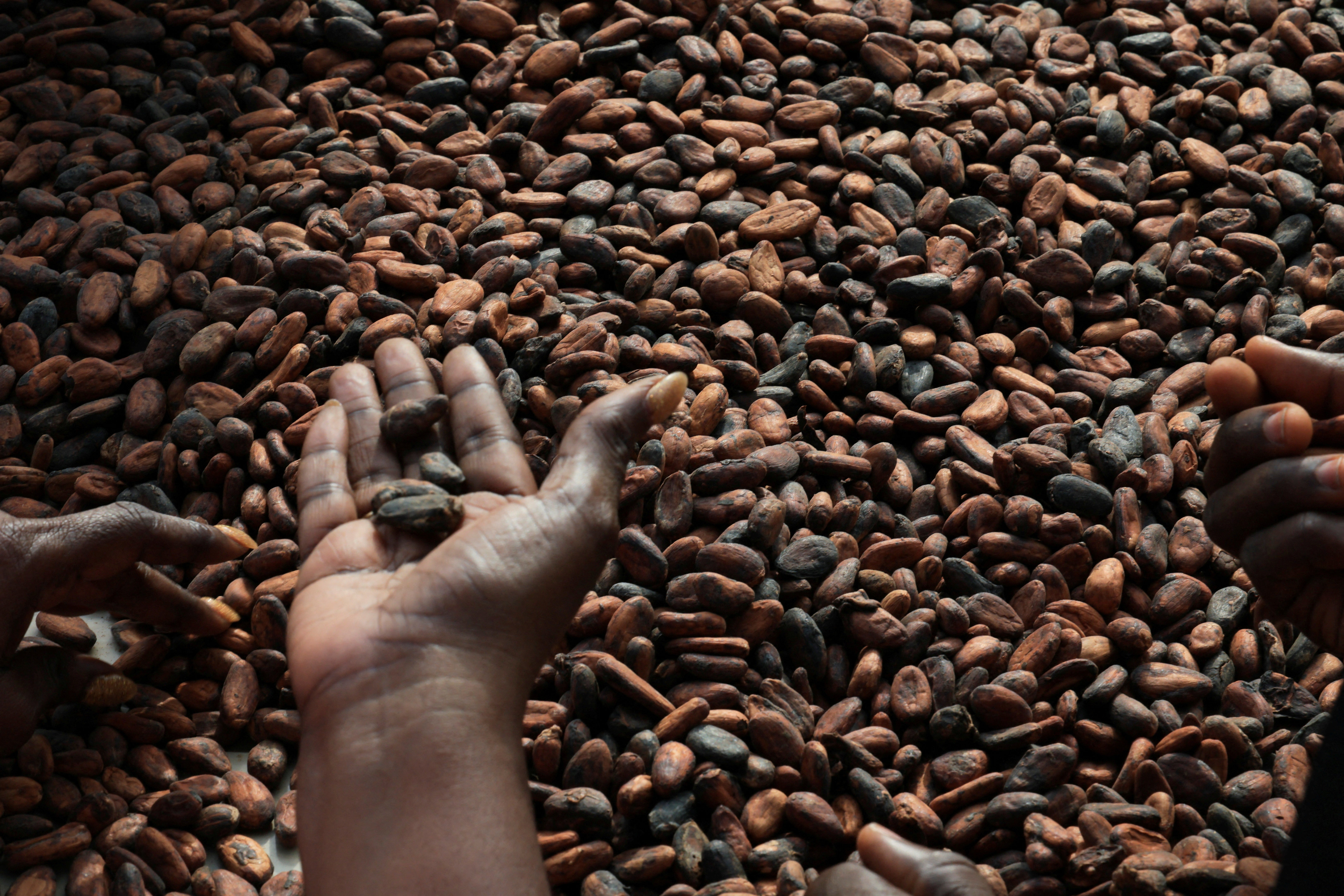 Cocoa beans